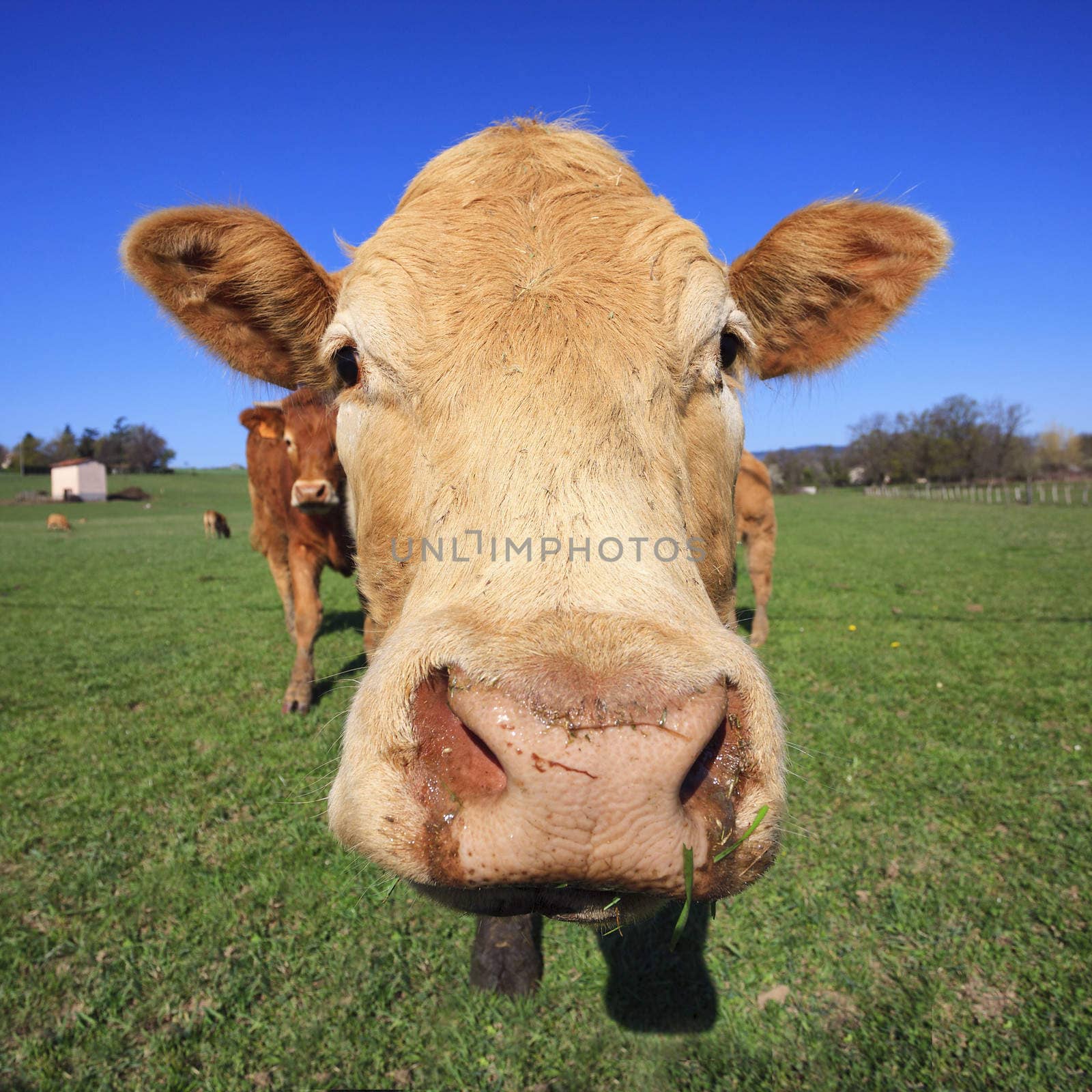 Cow on green grass and blue sky
