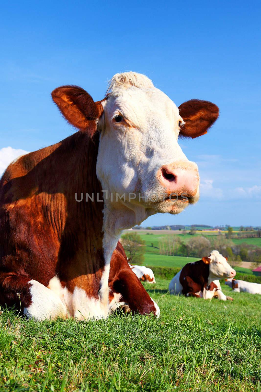 Portrait of cow on a green meadow by vwalakte
