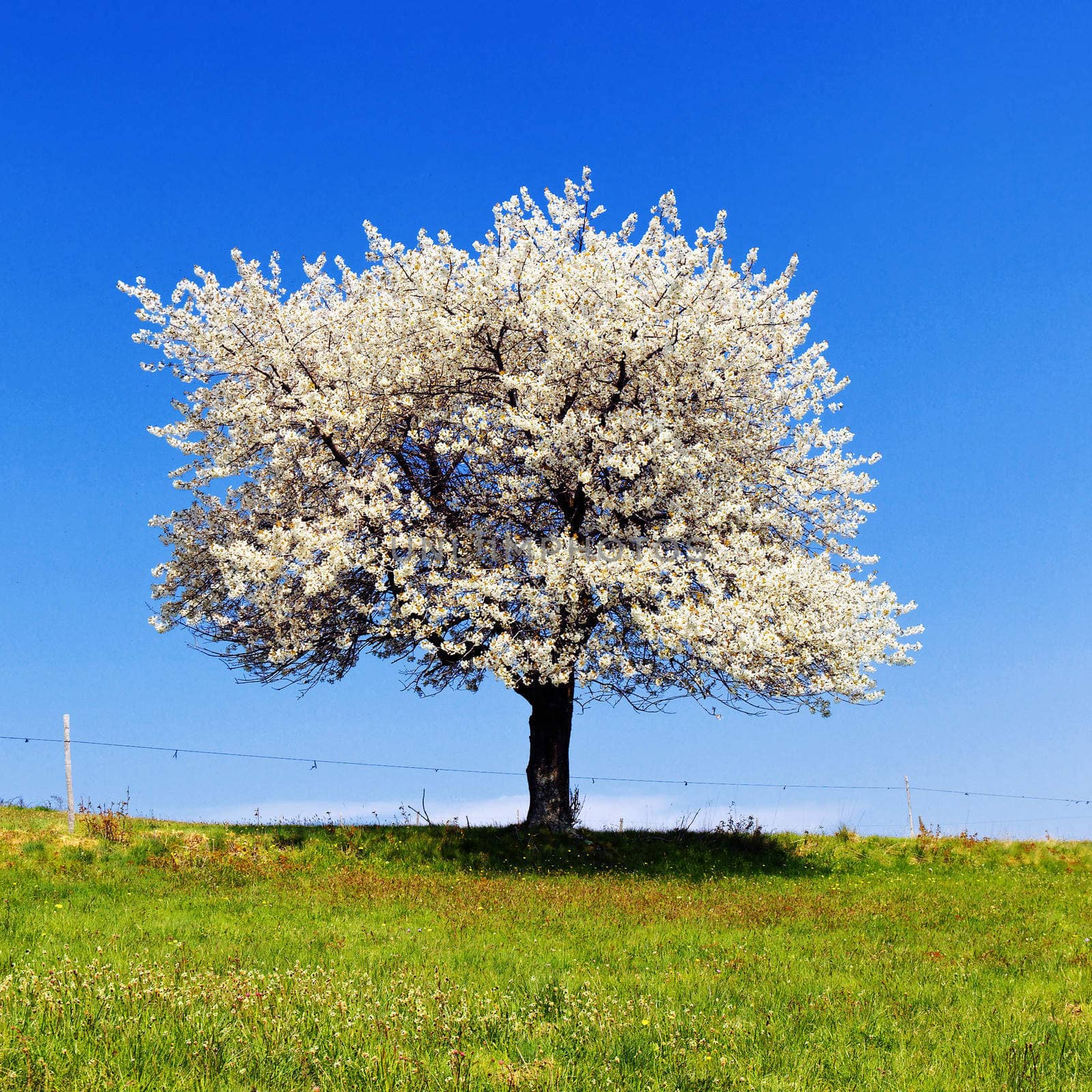 Single blossoming tree in spring with white flowers