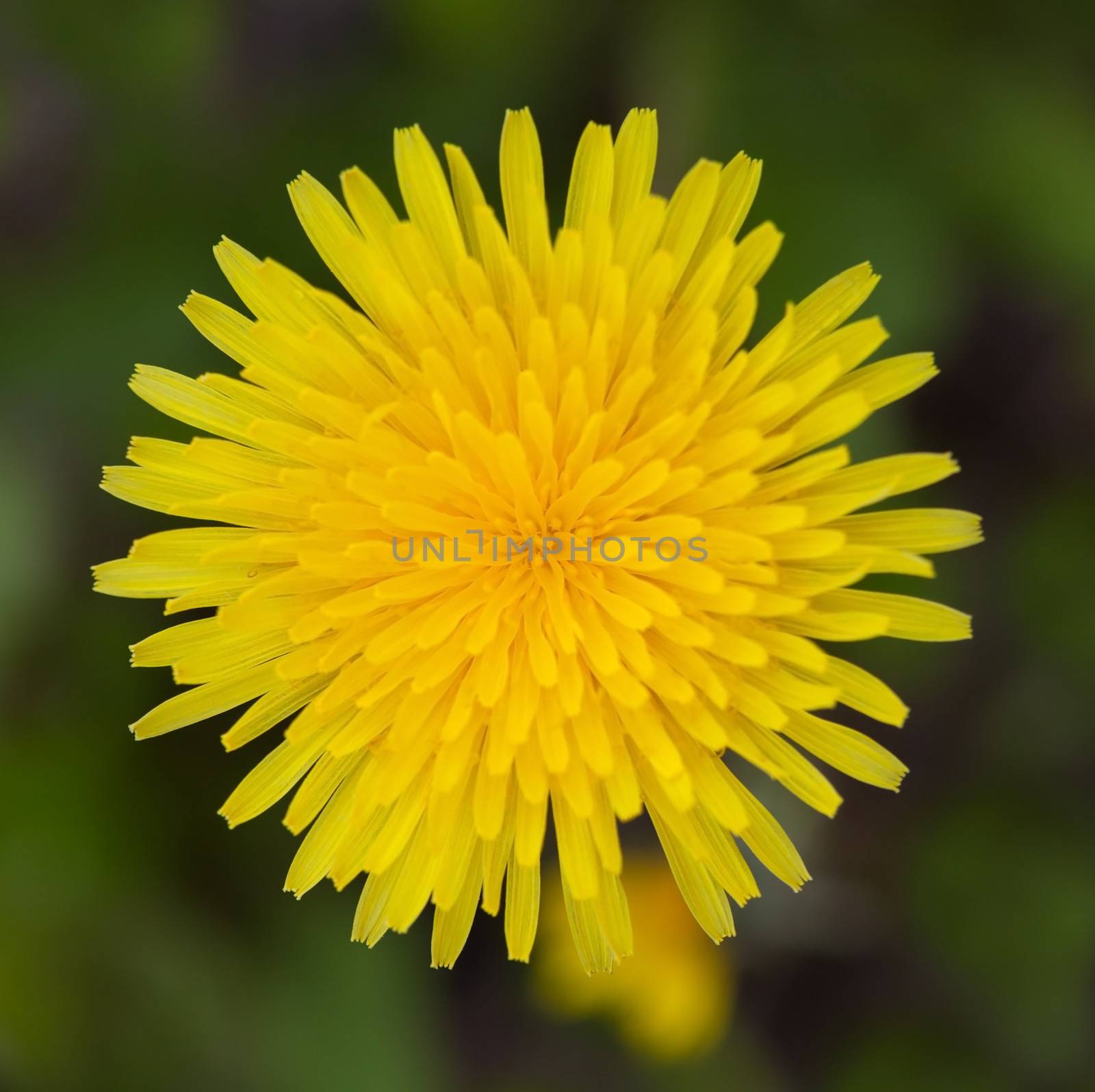 Yellow dandelion close up on grass. top view