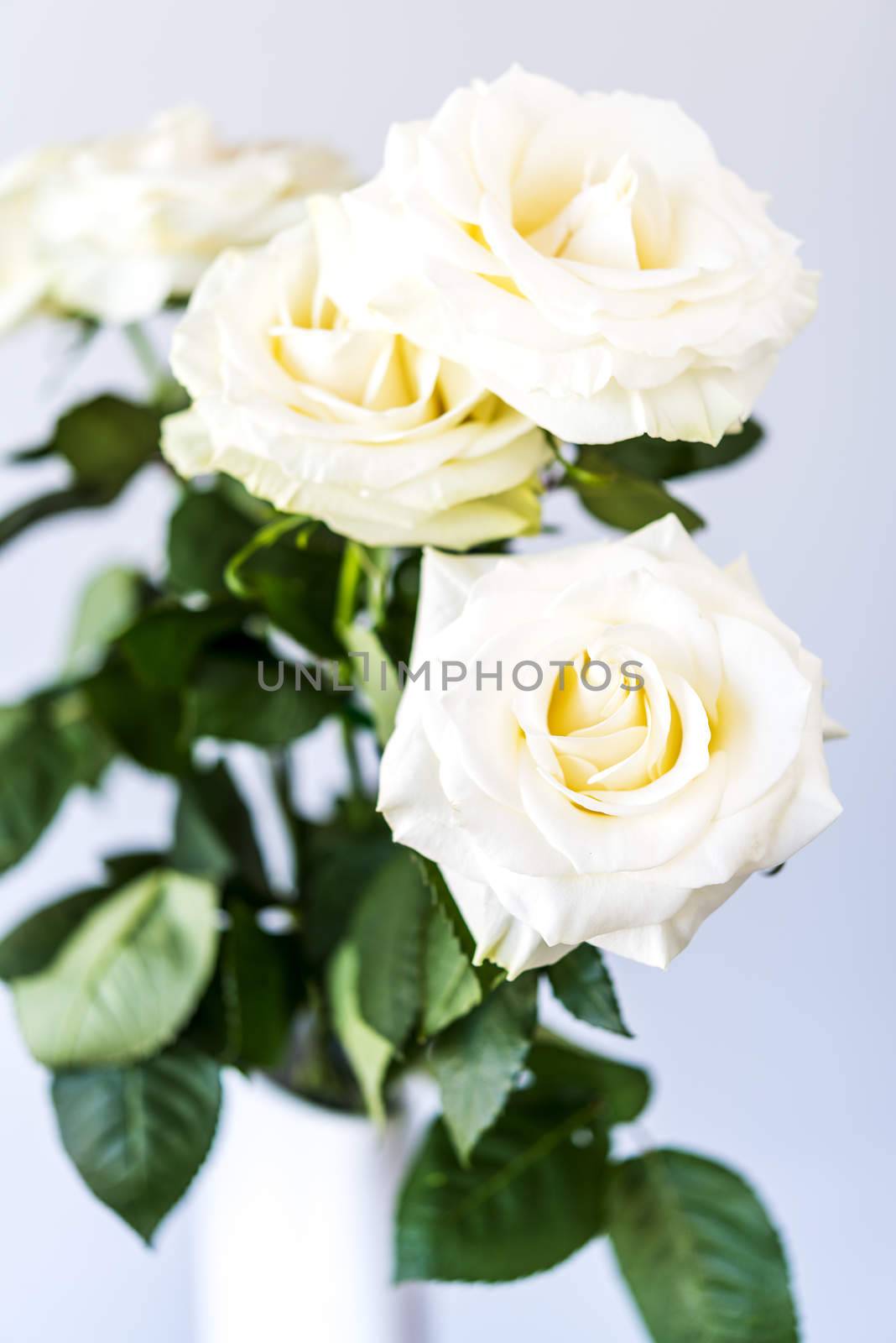 white roses by ventdusud
