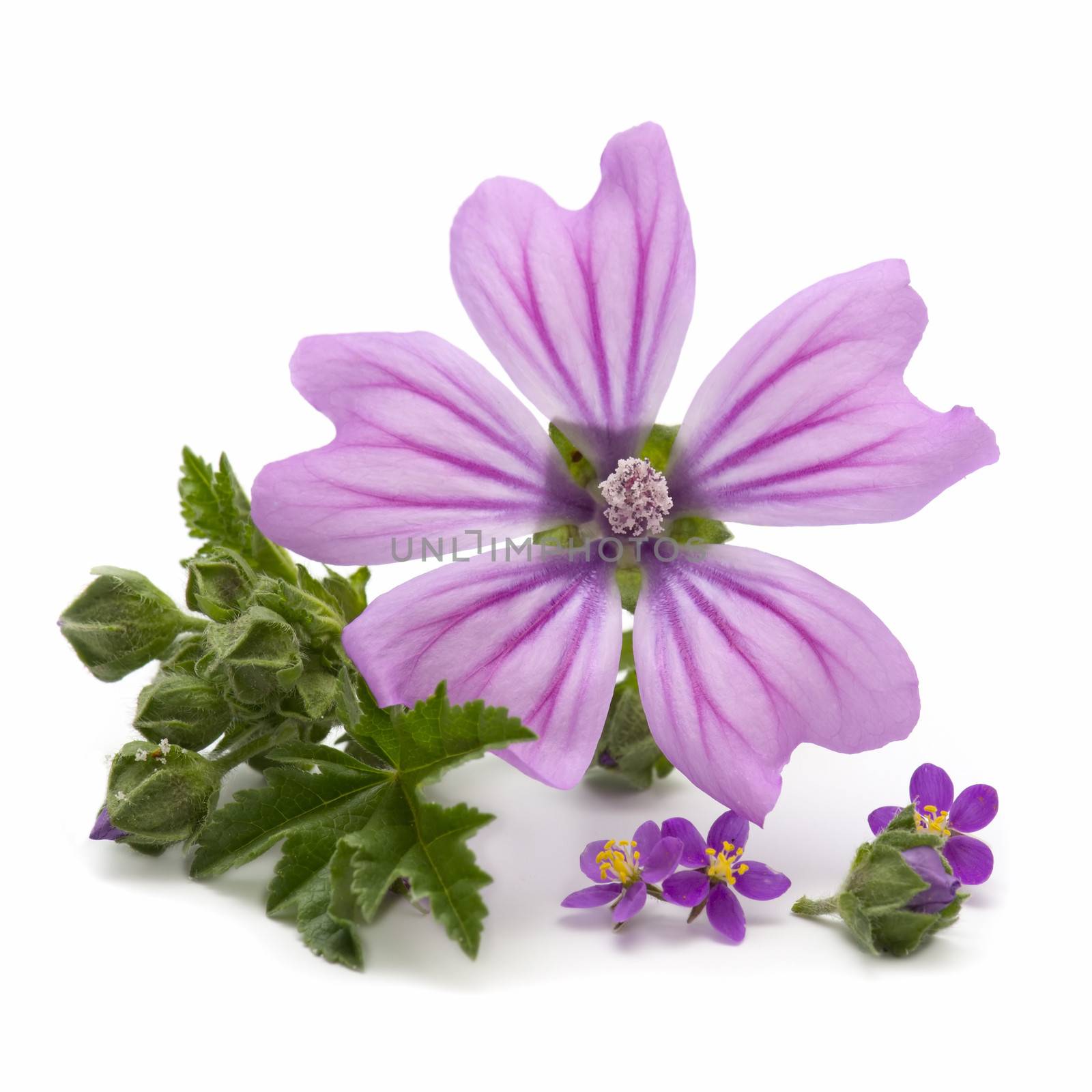 Freshly harvested mallow flowers on white background