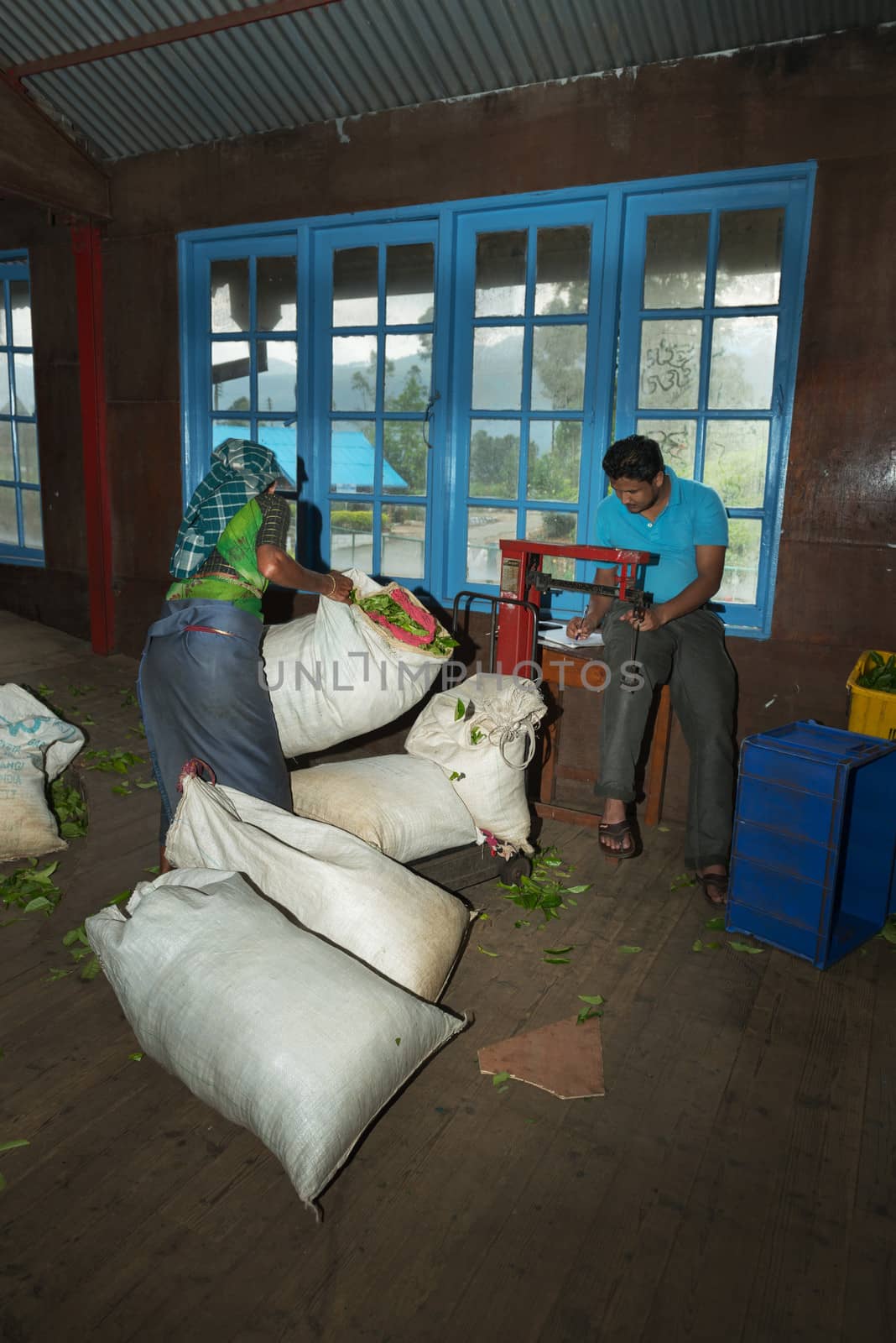 Tea crop weighing on tea factory by iryna_rasko
