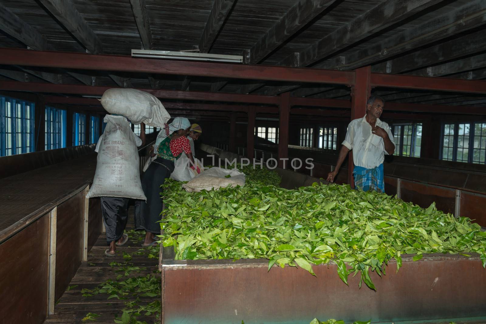 Fresh tea crop drying on tea factory by iryna_rasko