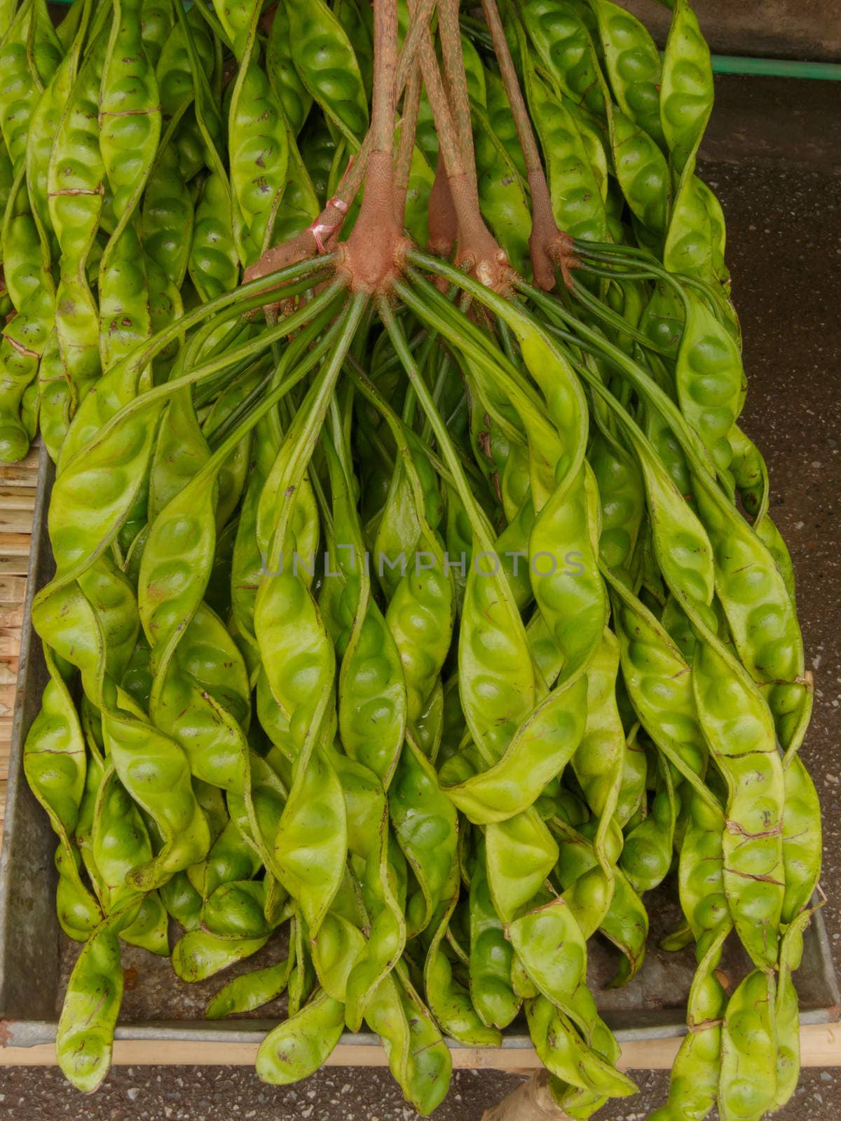 Parkia is tropical stinking edible beans in local market Thailand by ngungfoto