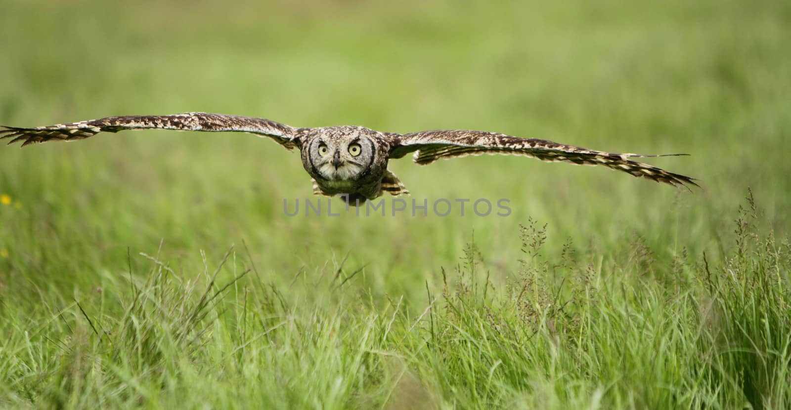 Spotted Eagle Owl in flight