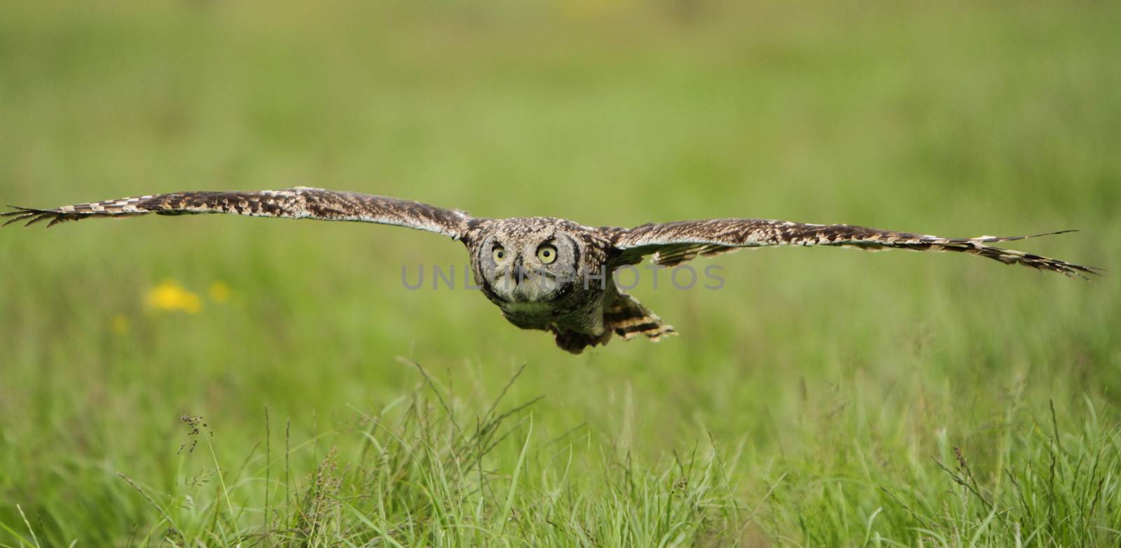 Spotted Eagle Owl in flight by mitzy