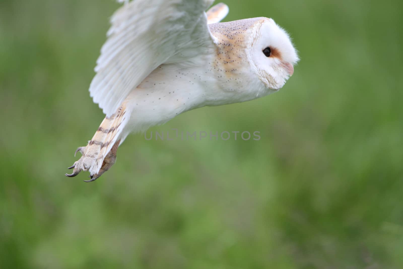 Barn owl in flight