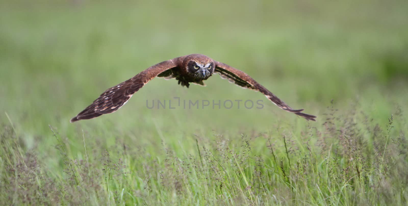 Boobook owl in flight