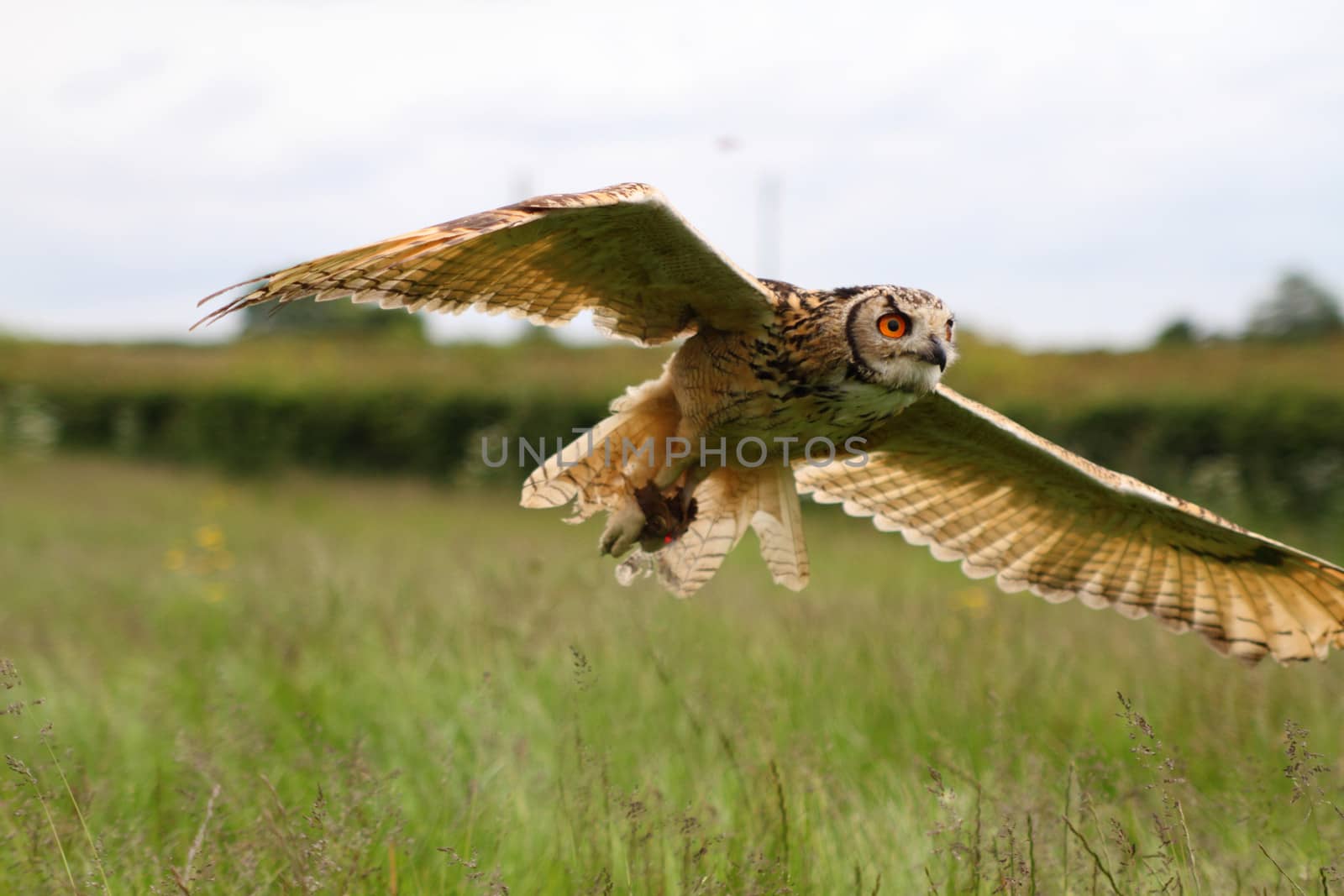 Eagle owl in flight