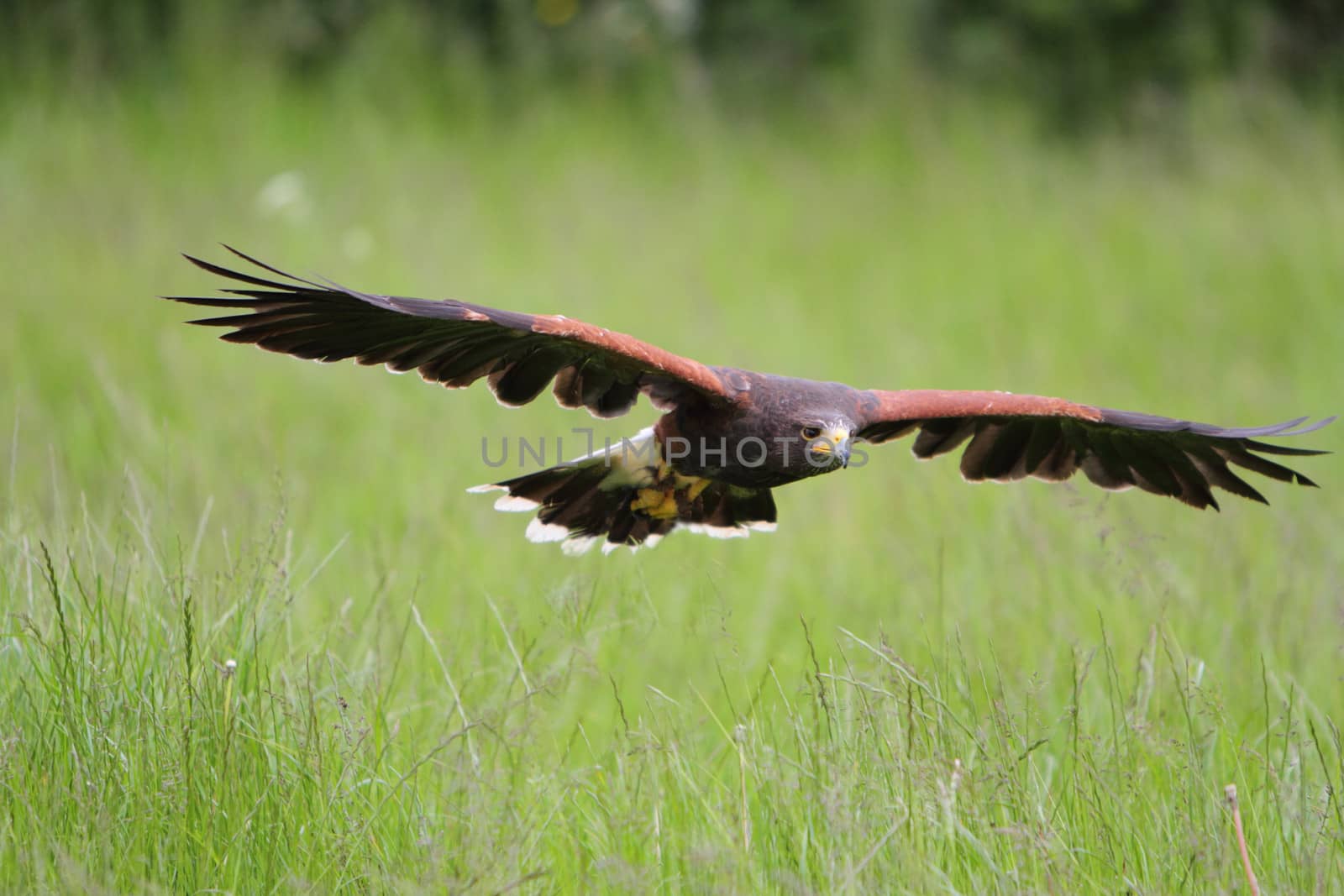 Harris Hawk in flight