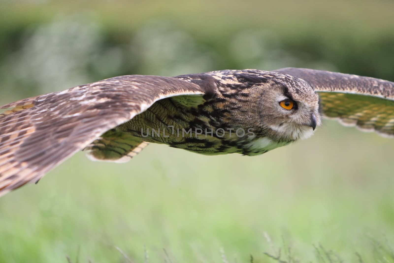 Eagle owl in flight