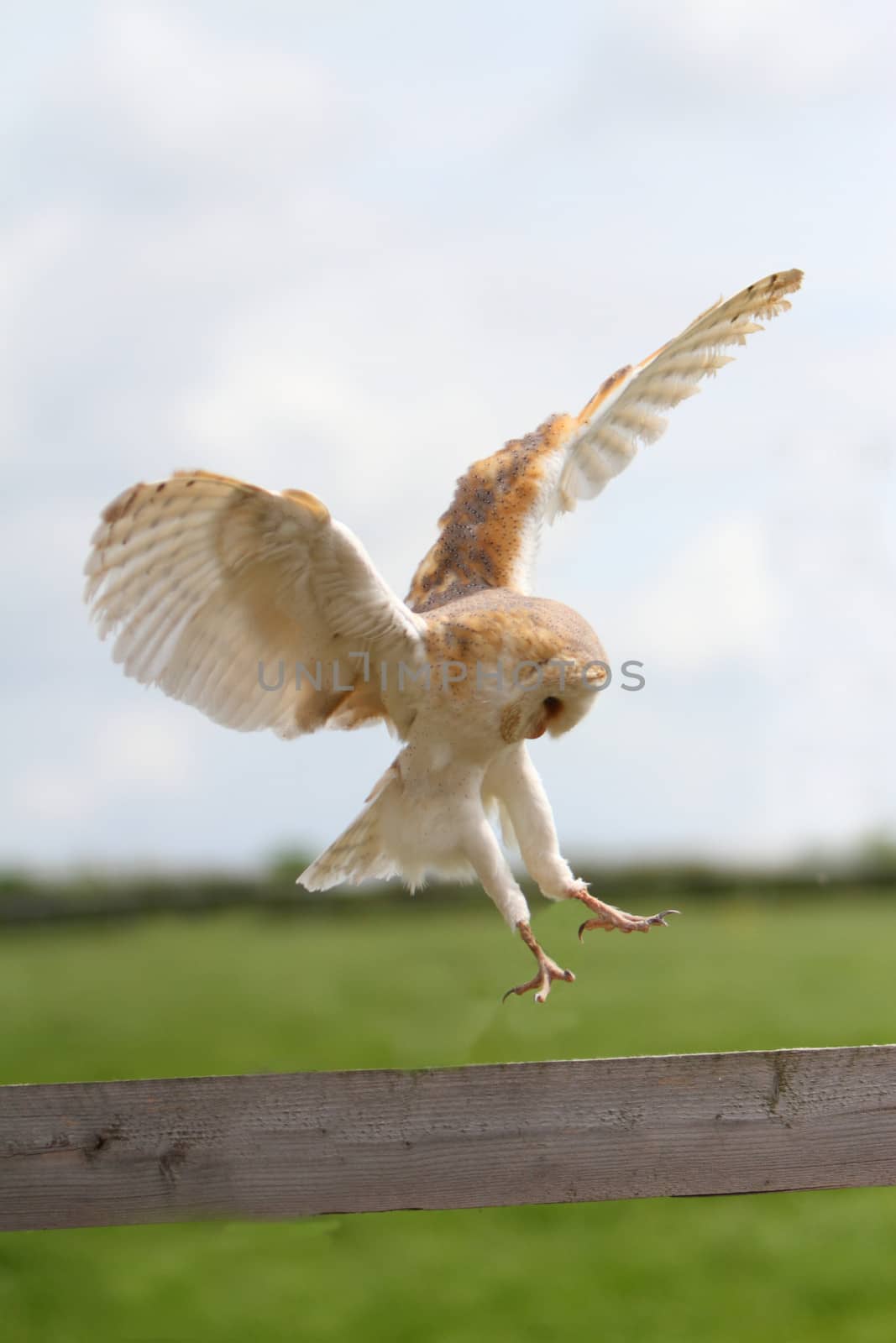 Barn owl