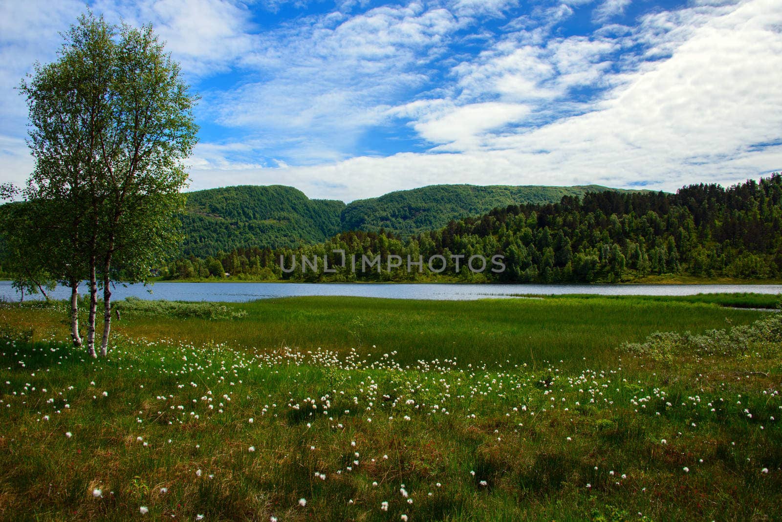 Summer image from the mountains with cotton grass, wetland and a lake