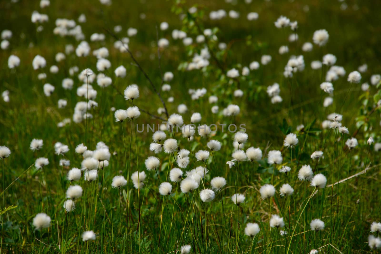 Cotton grass in the mountains