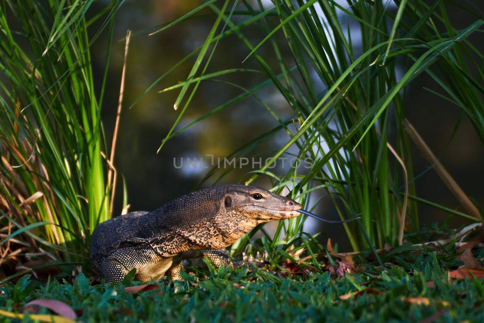 Giant Monitor Lizard in the city garden