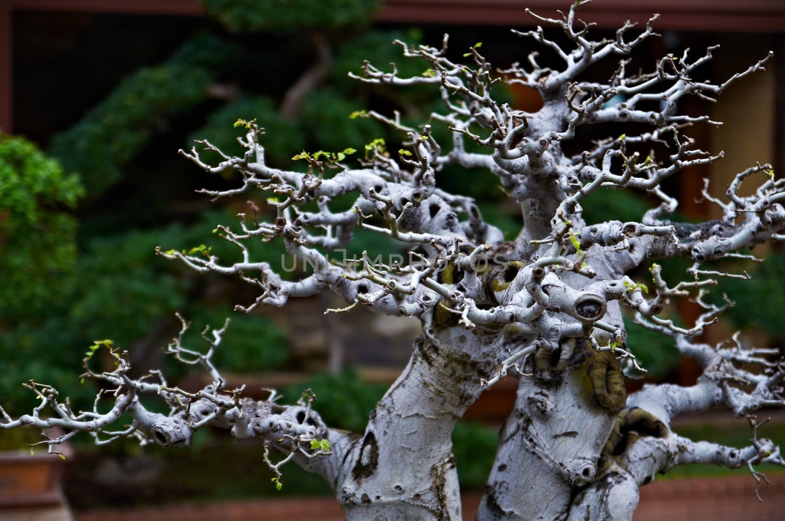 Miniature japanese bonsai tree