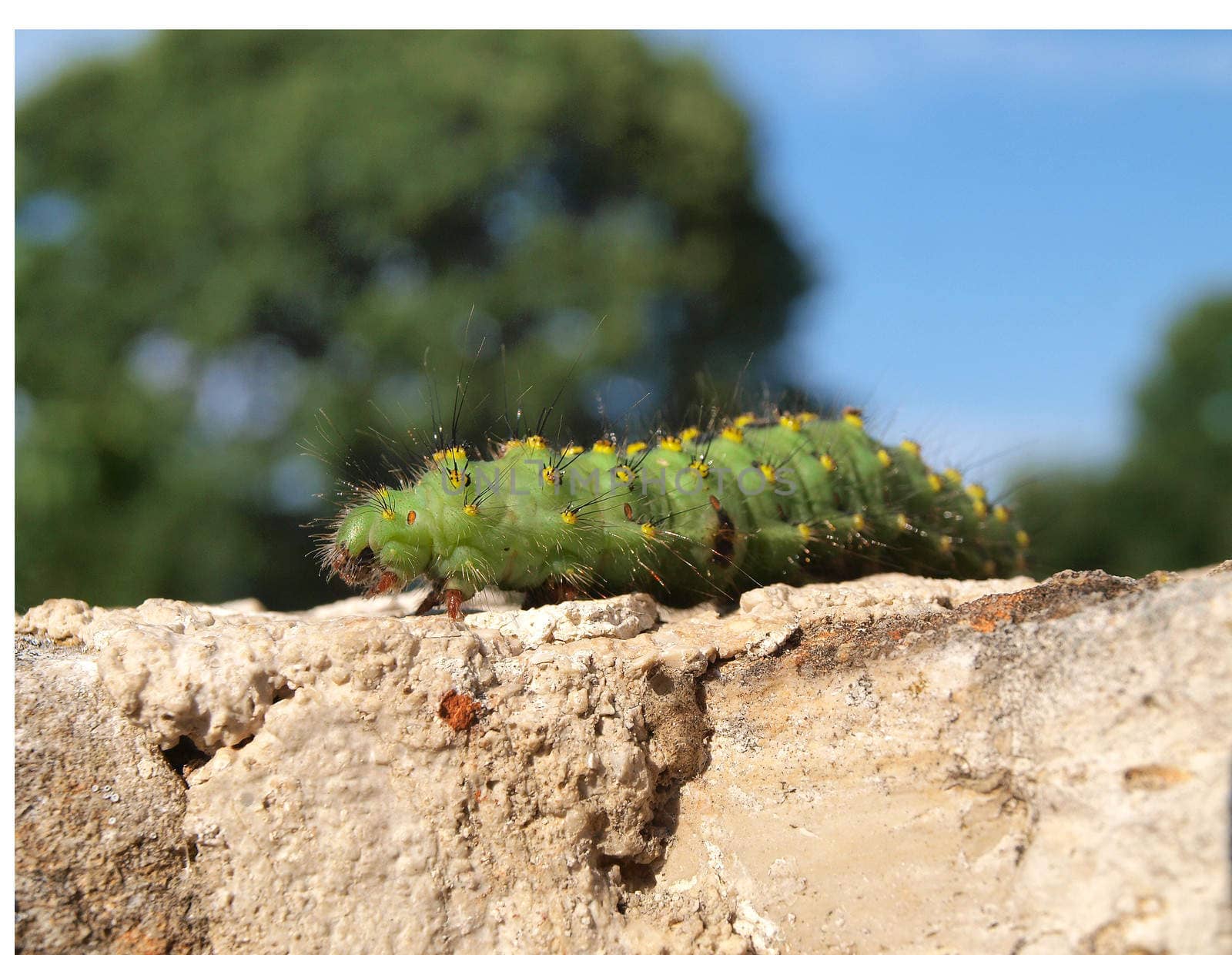 colorful caterpillar on stone wall         