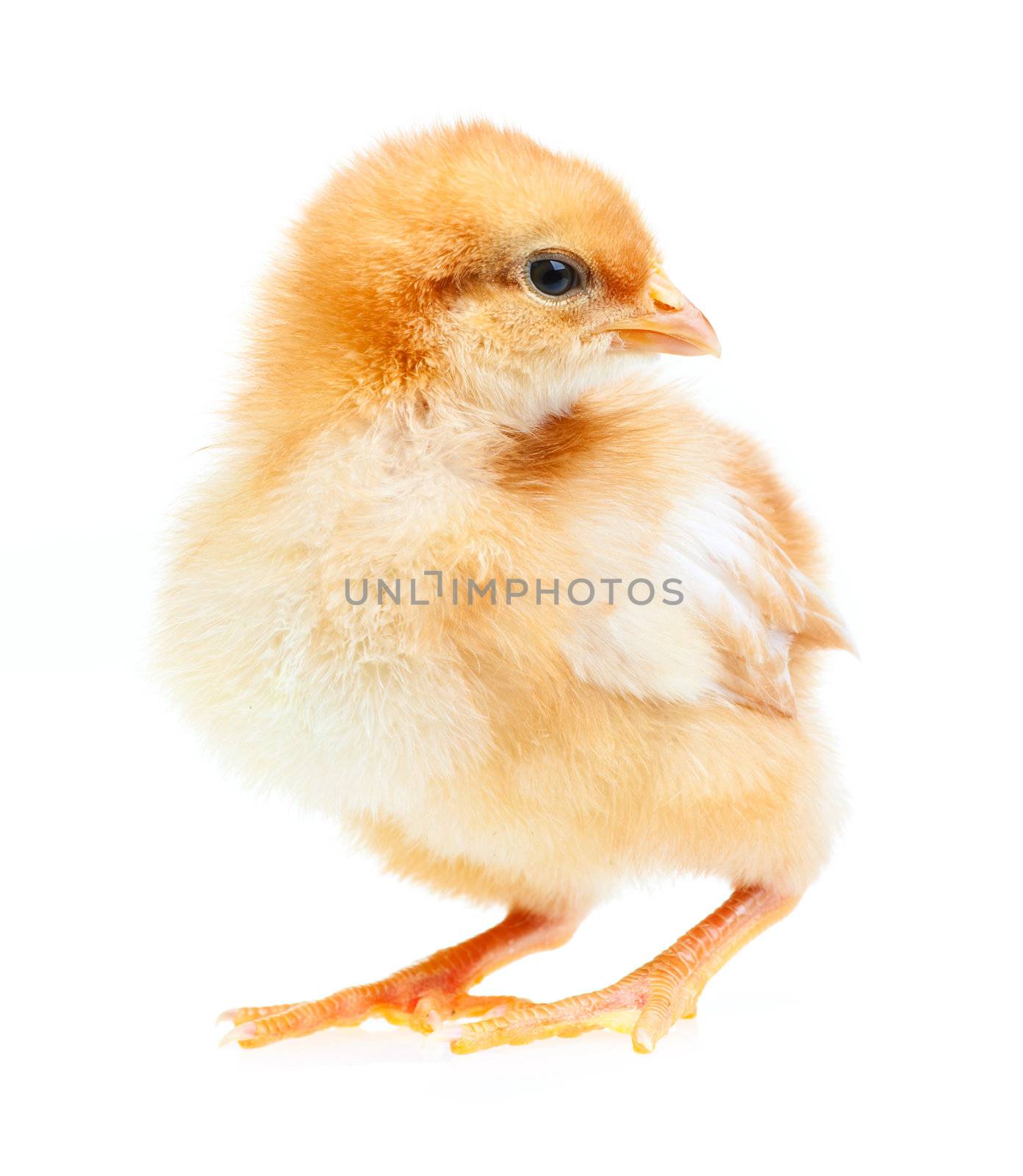 Baby chicken isolated on white background