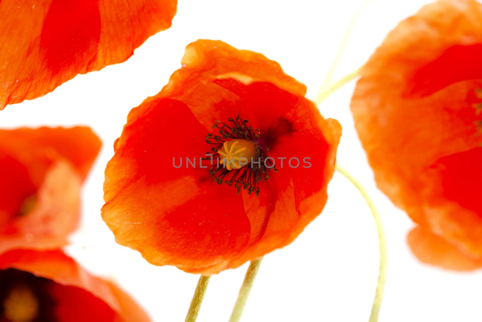 Poppy isolated on white background