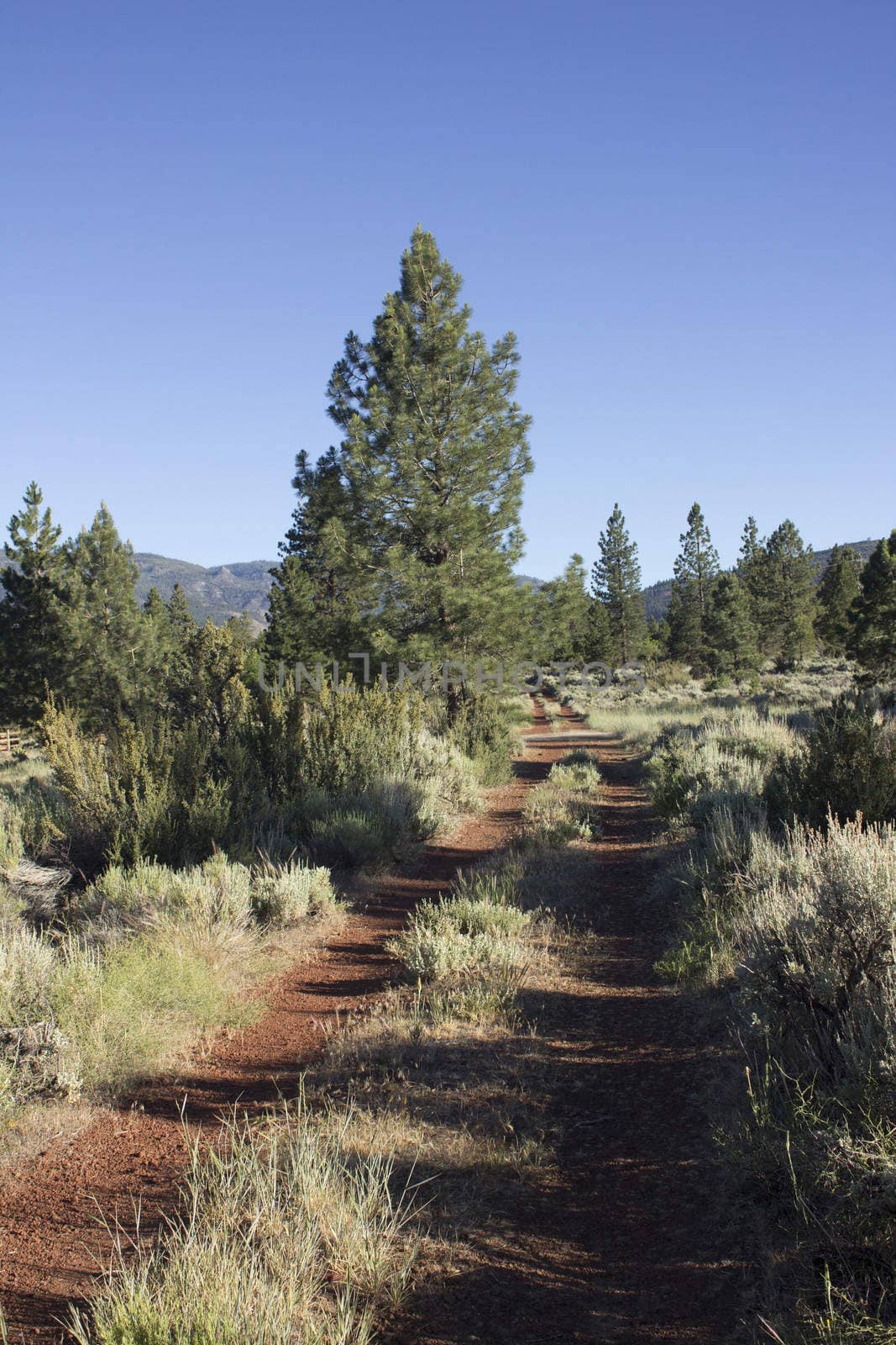 Old red dirt road forest by jeremywhat