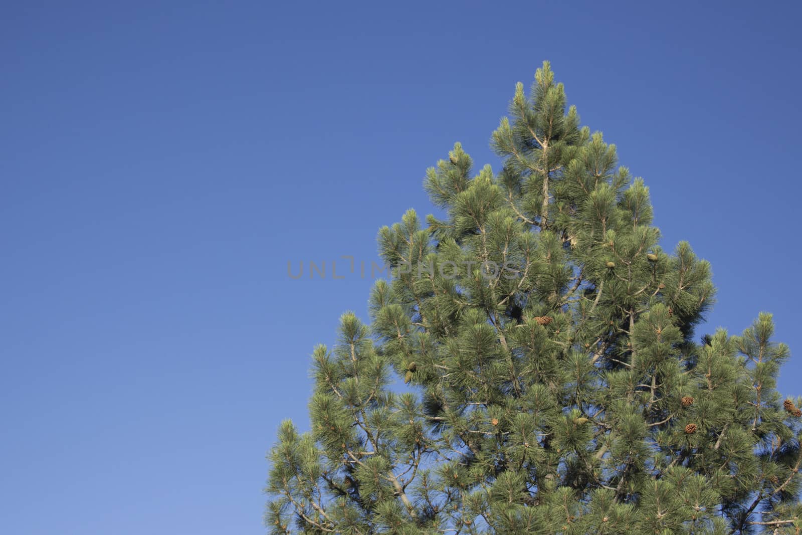 forest pines trees with a clear blue evening sky. Verdi Nevada