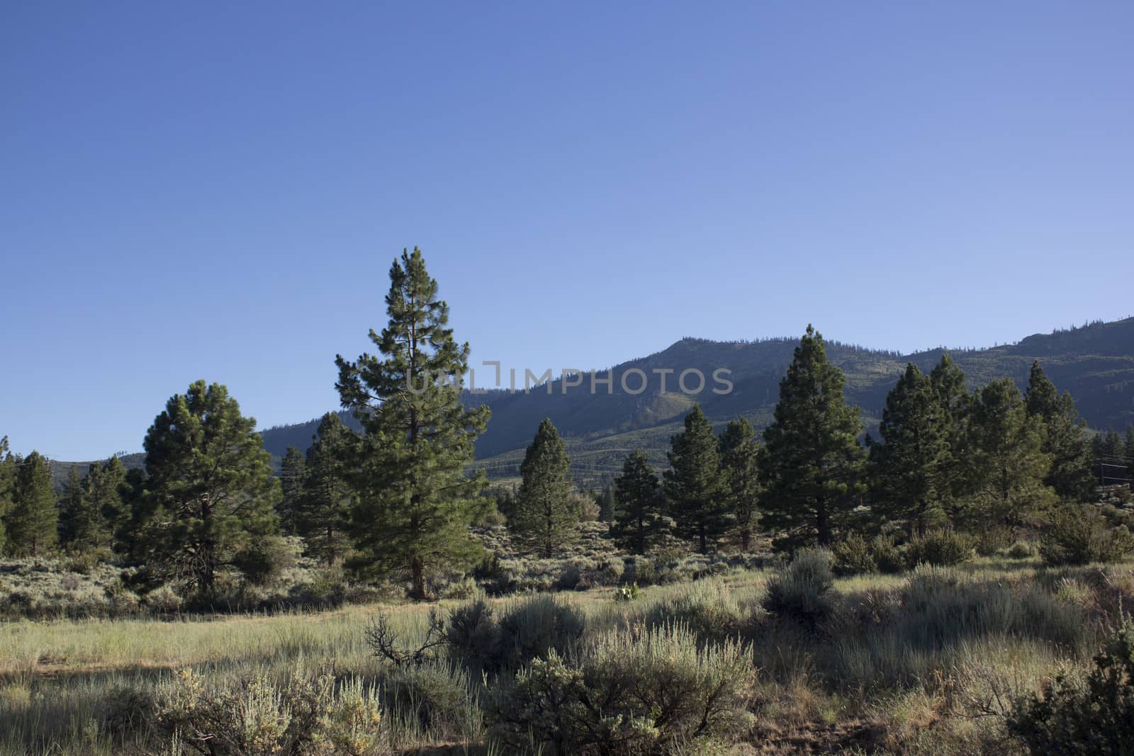 forest pines trees with a clear blue evening sky. Verdi Nevada