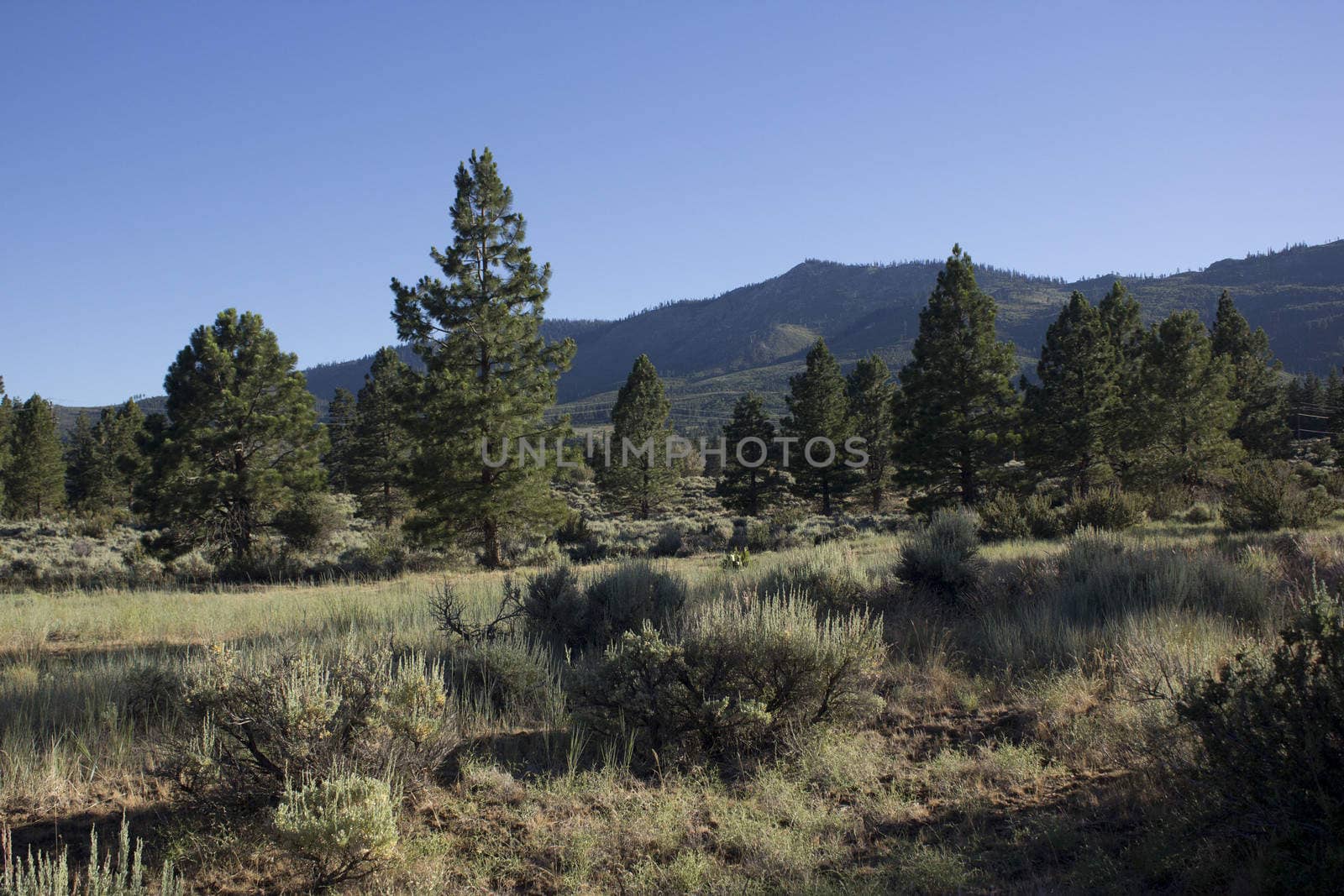 forest pines trees with a clear blue evening sky. Verdi Nevada