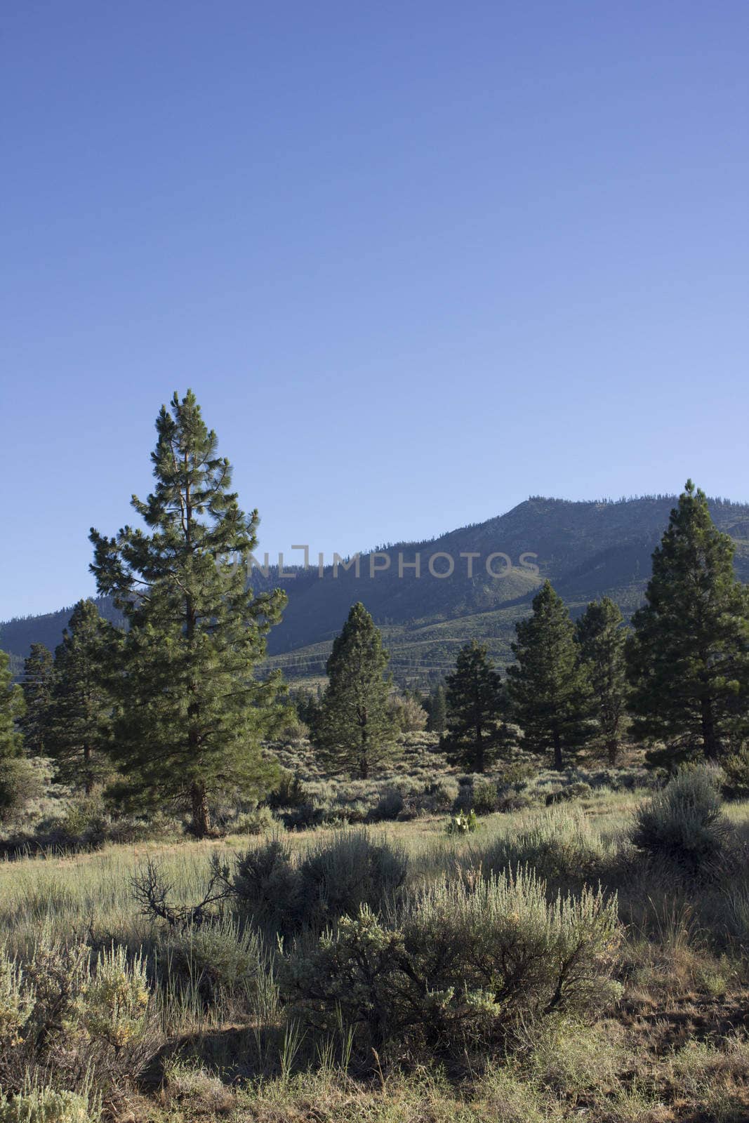 forest pines trees with a clear blue evening sky. Verdi Nevada