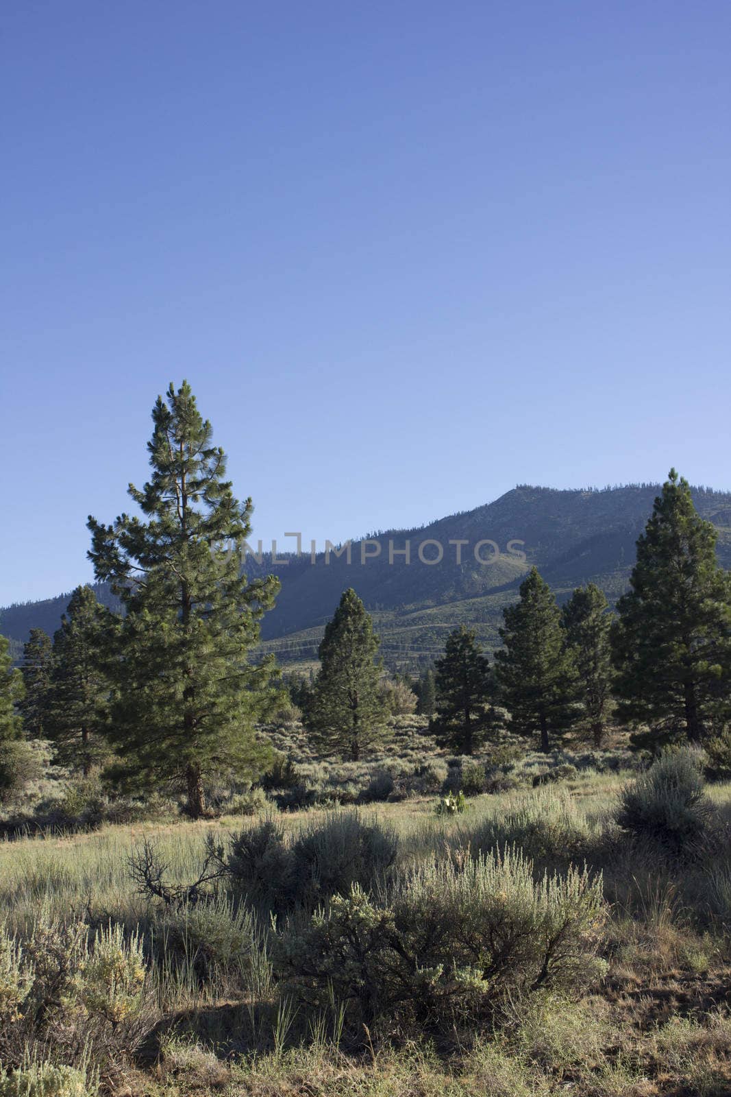 Pine trees with blith skies by jeremywhat