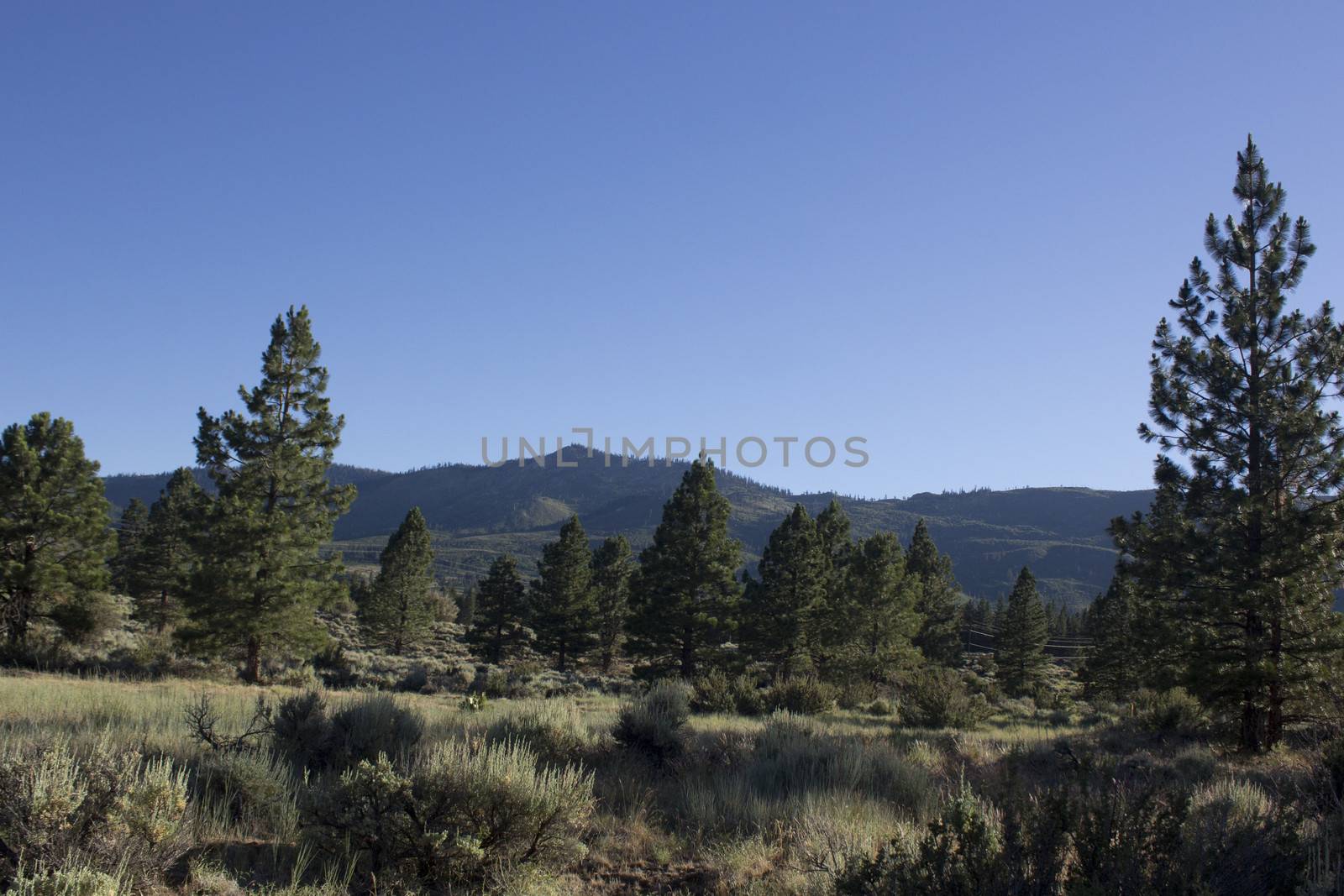 forest pines trees with a clear blue evening sky. Verdi Nevada