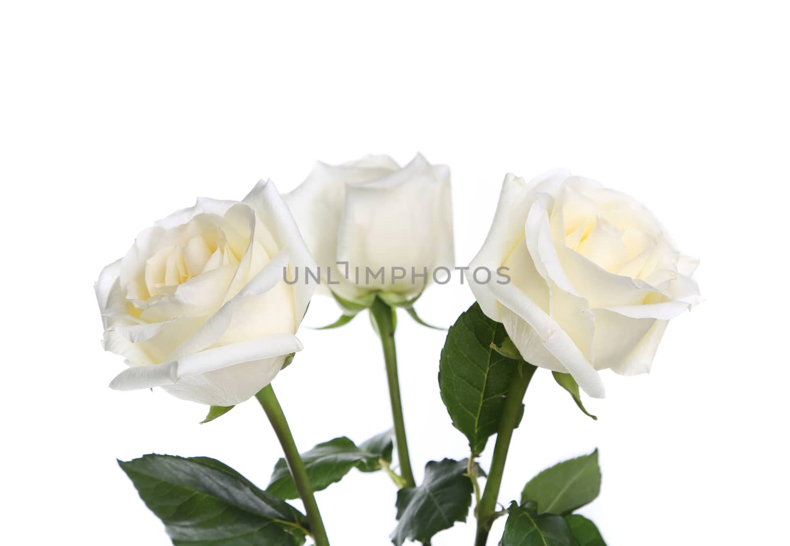Three roses close-up on a white background