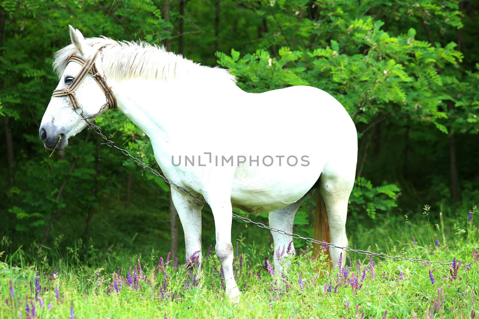 White Horse by indigolotos