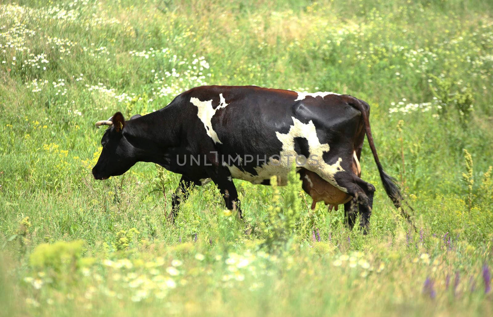Black-white cow eats grass on the green field.