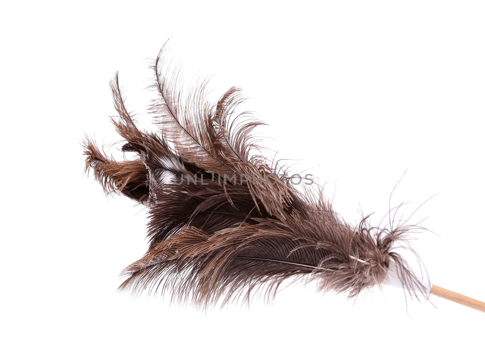 Brush ostrich feather on the white background