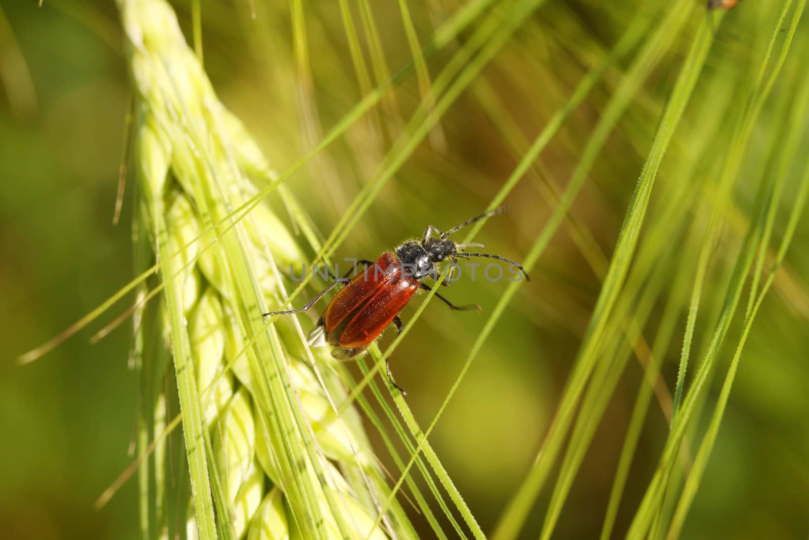 Beetle on a spike in a wheat field by indigolotos