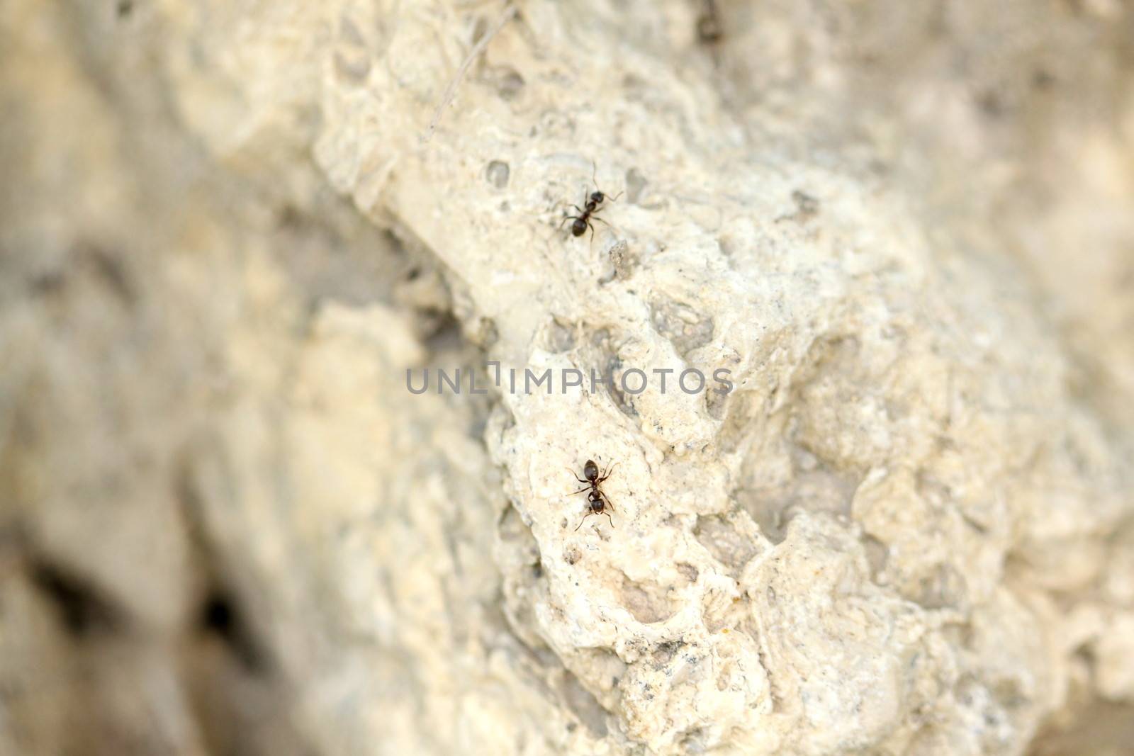 ants on the rock, macro view as background