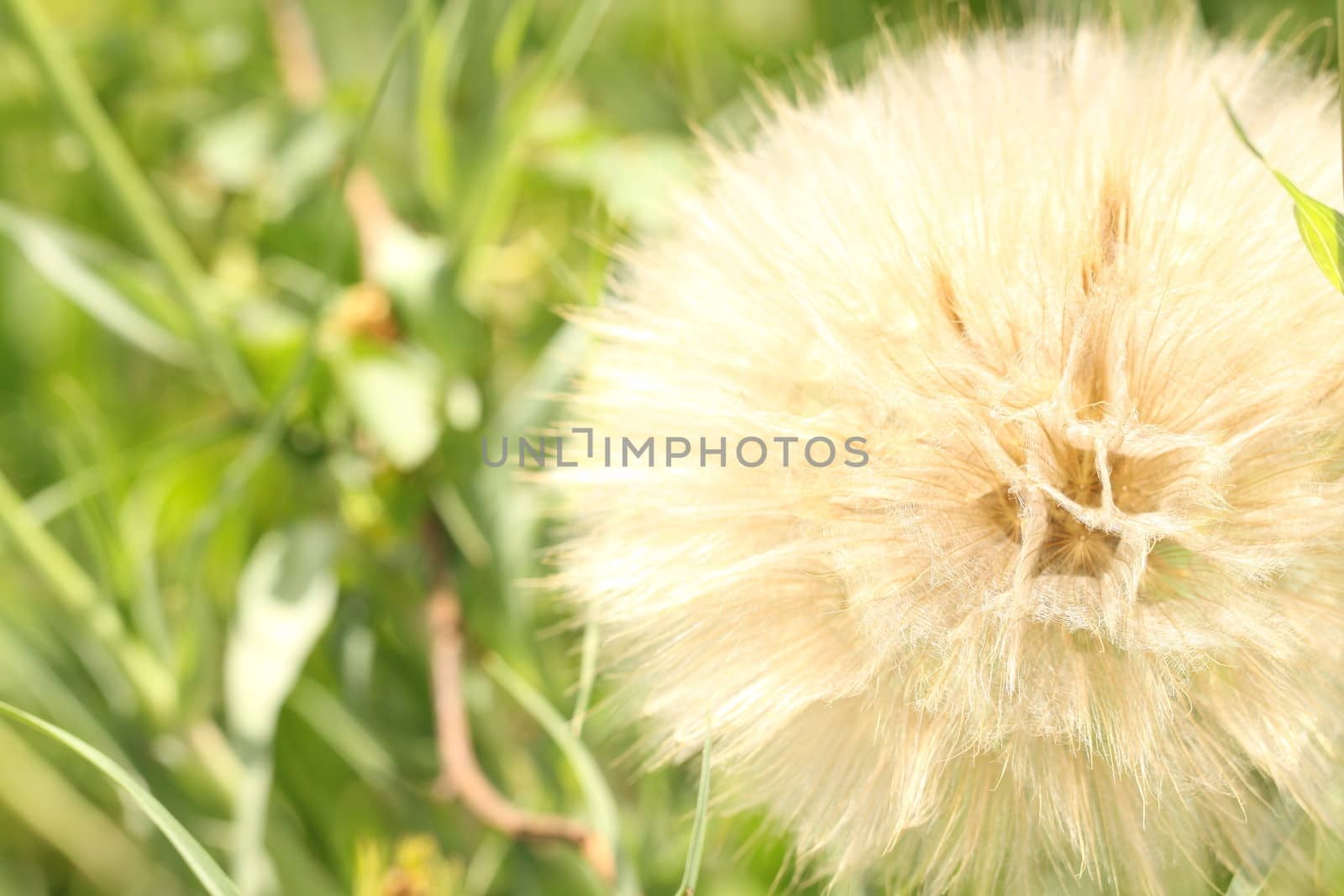Extreme macro shot of fluffy dandelion seeds by indigolotos
