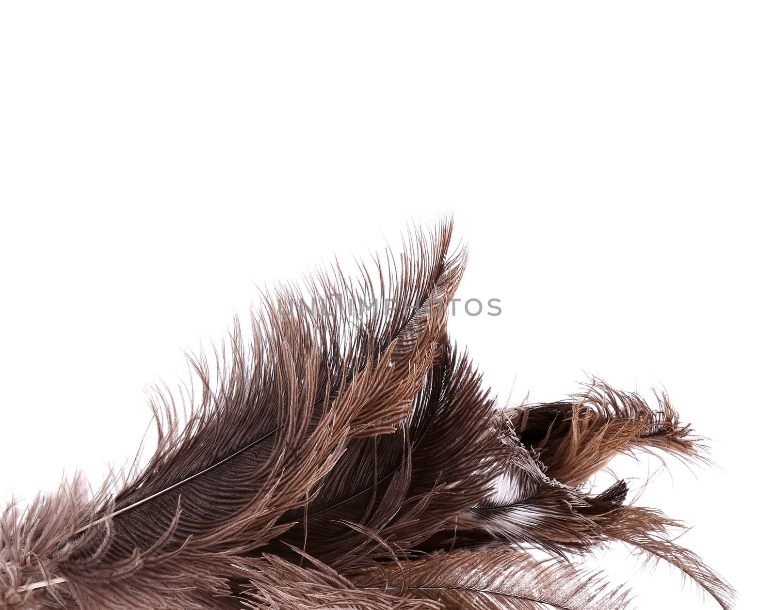 Brush ostrich feather close-up on the white background