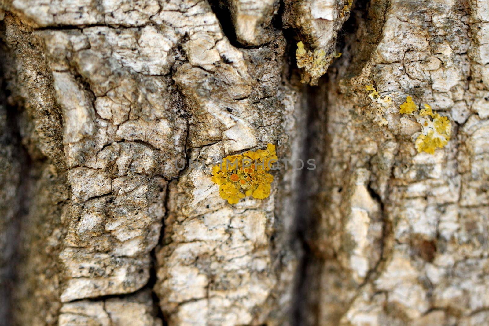 willow bark close-up as a background