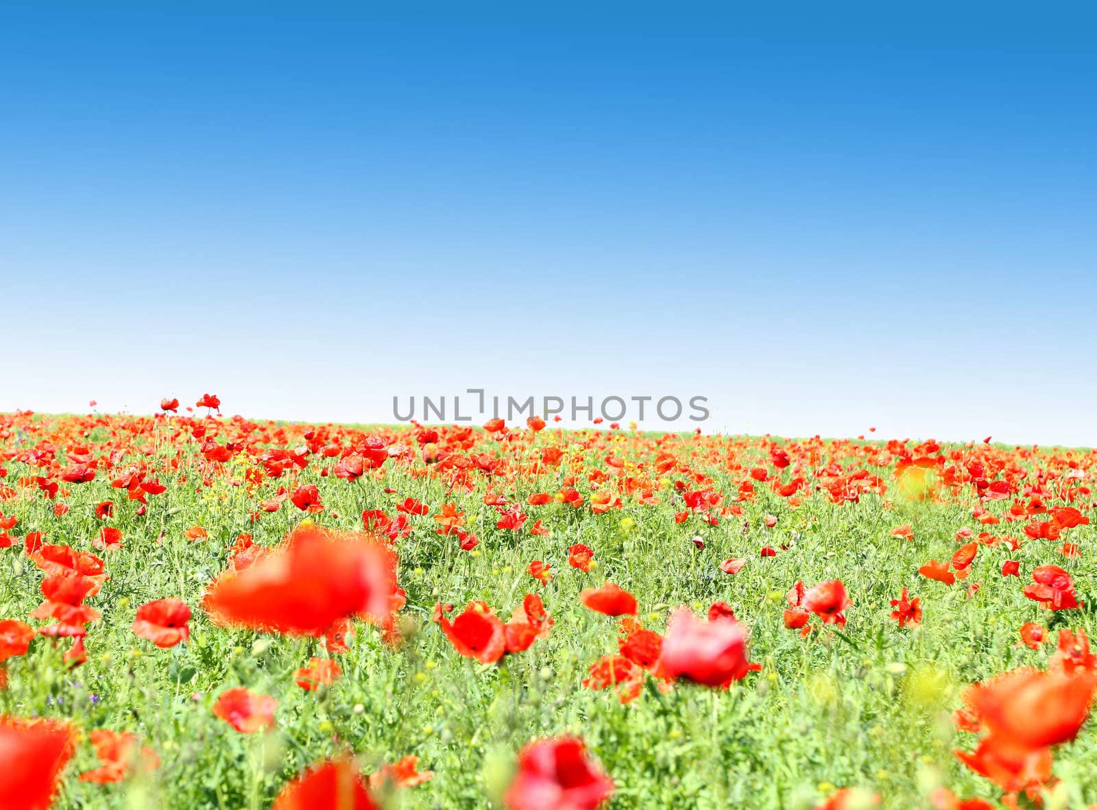 Poppy flowers against the blue sky as abackground.