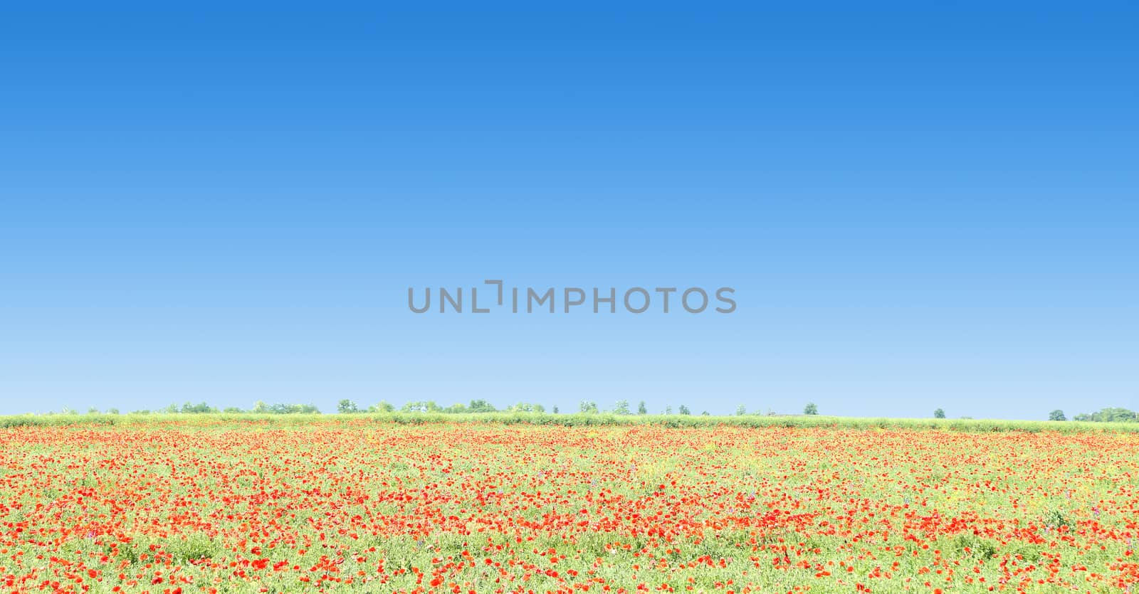 Poppy flowers against the blue sky and trees as a background