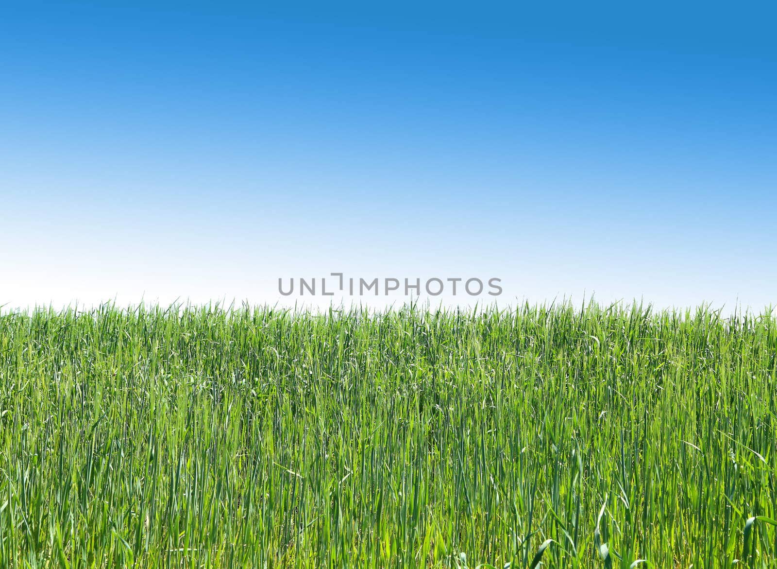 A green wheat field against the sky