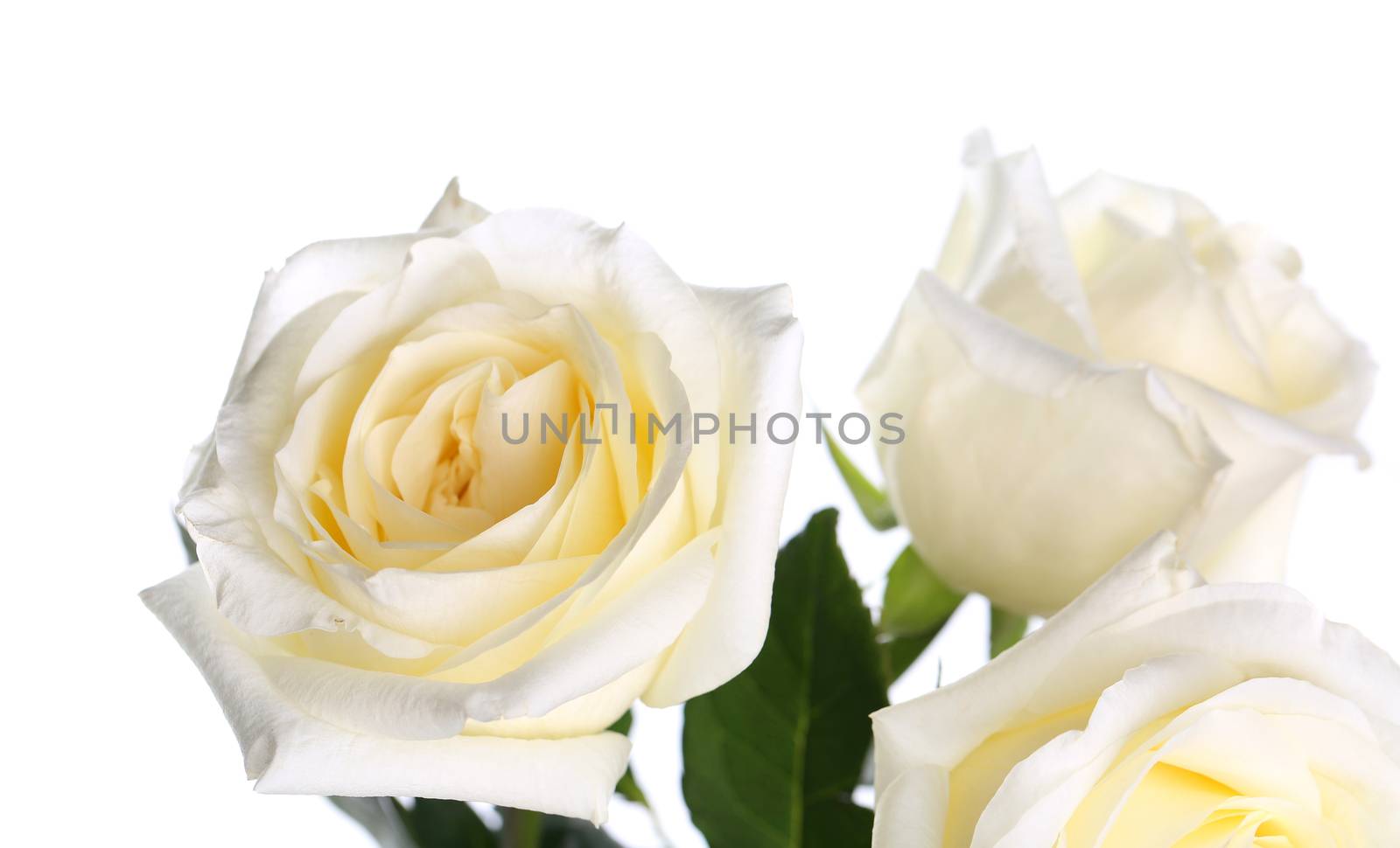 Roses on a white background by indigolotos