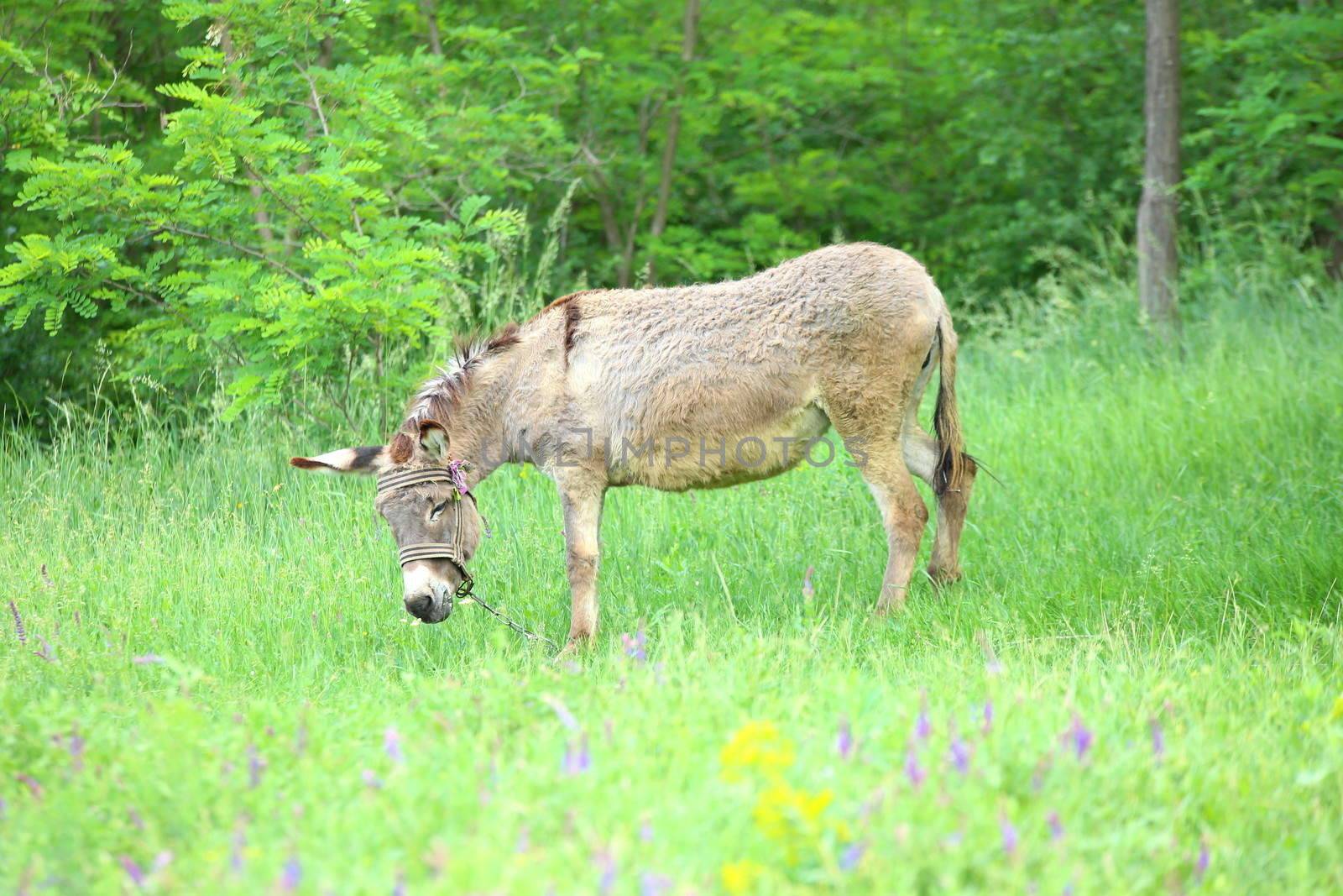 Grey donkey in the pasture on a backgroun of the forest