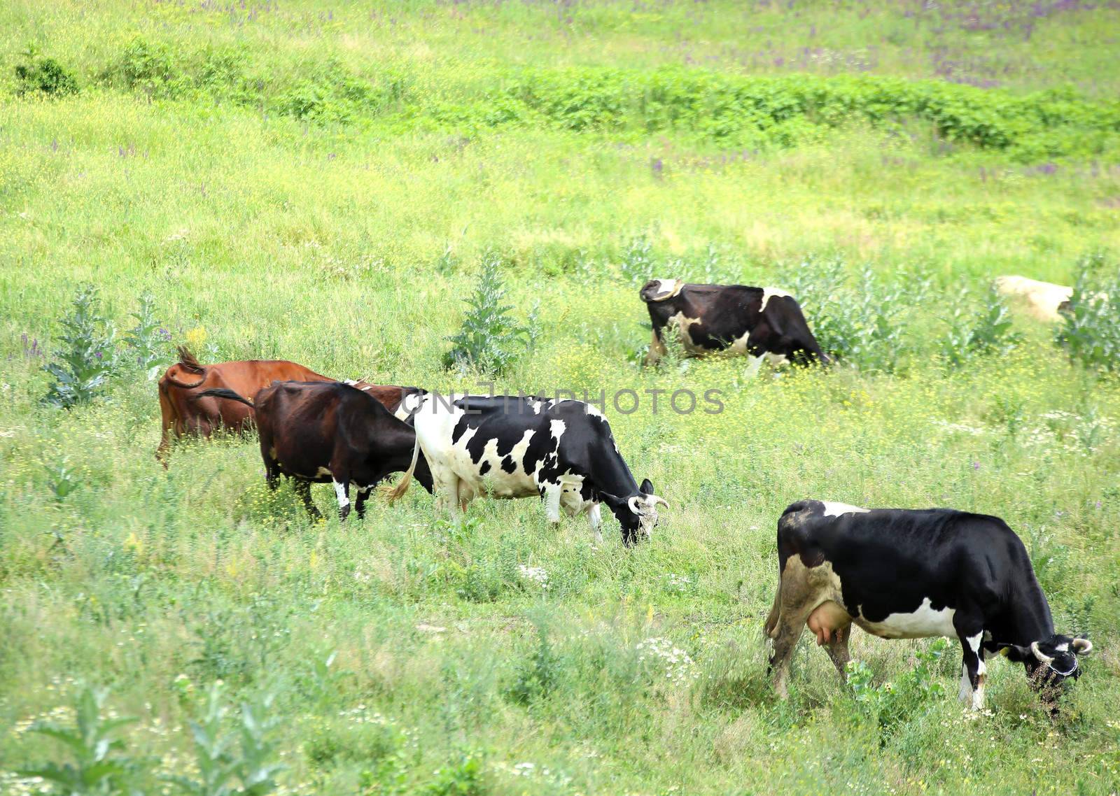 A herd of cows on the pasture by indigolotos