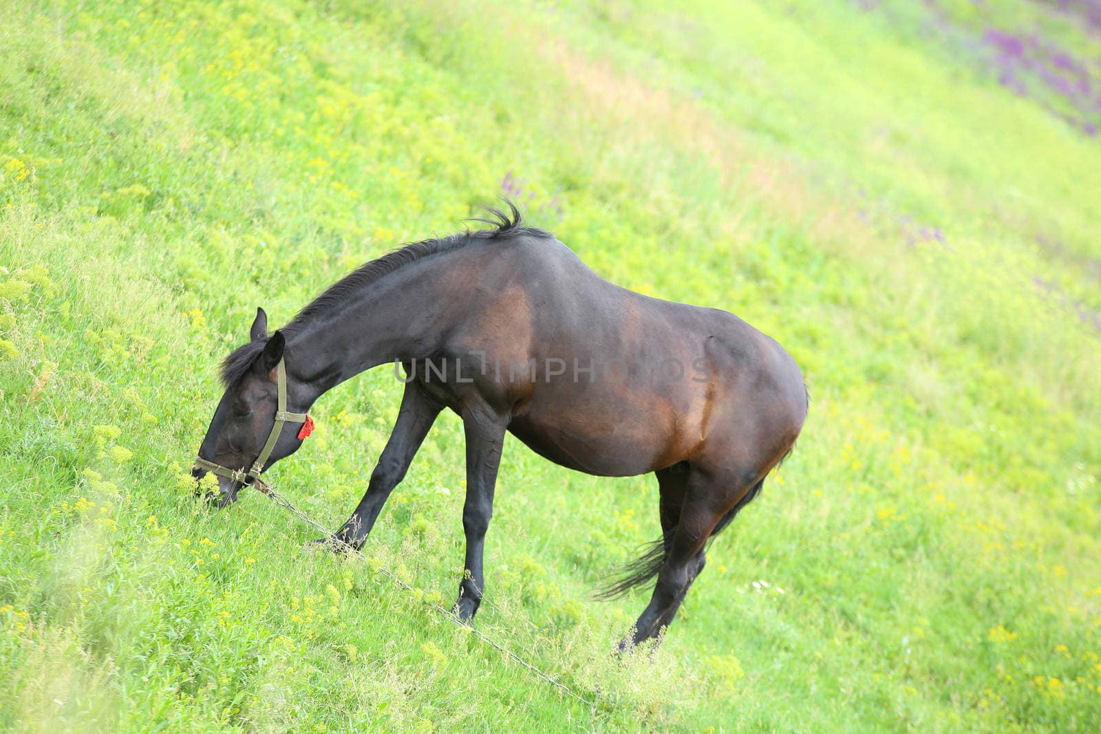 A horse in a meadow on a background of green grass.