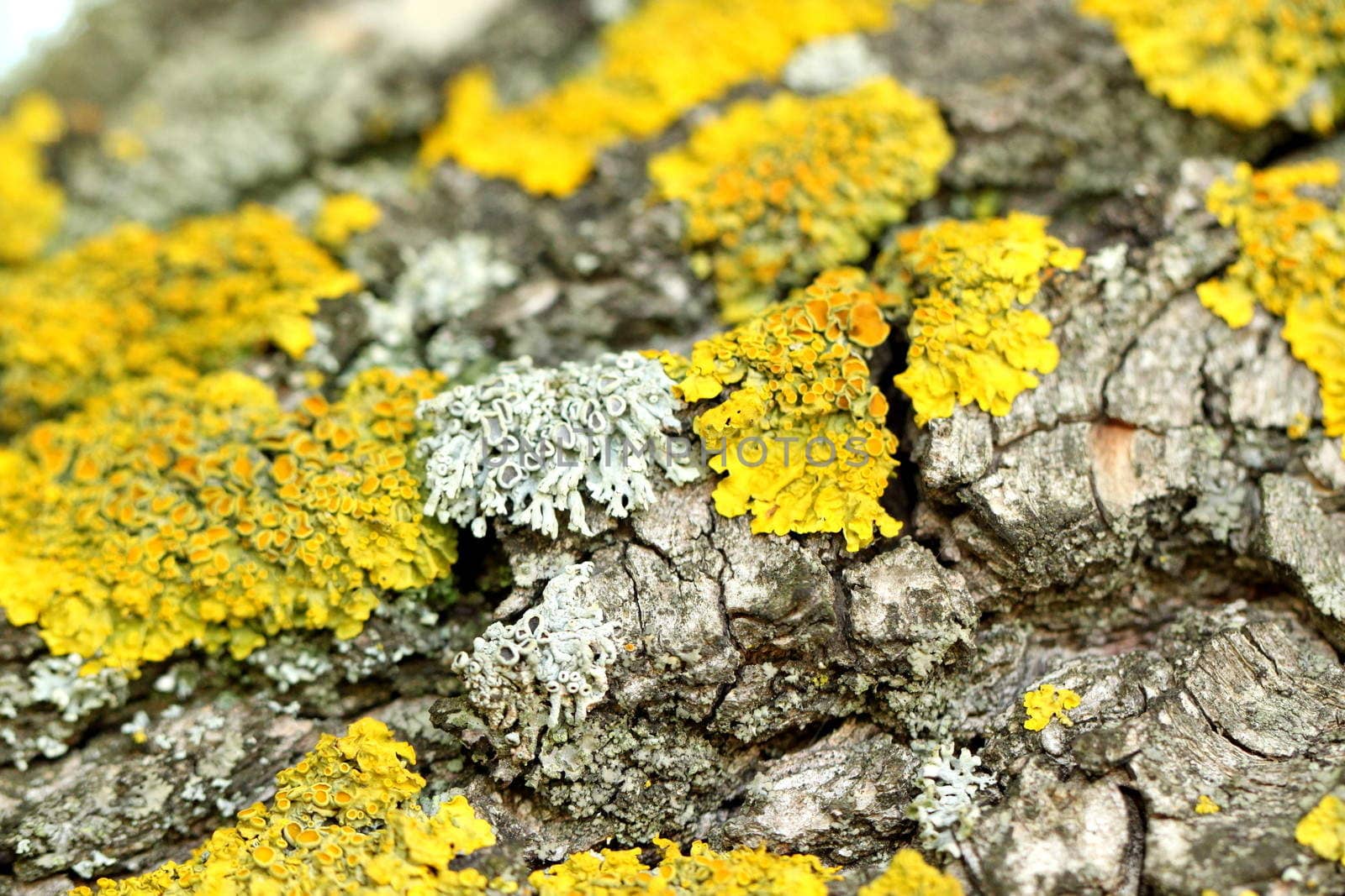 A bark of weeping willow and a yellow moss. Close-up. Background.