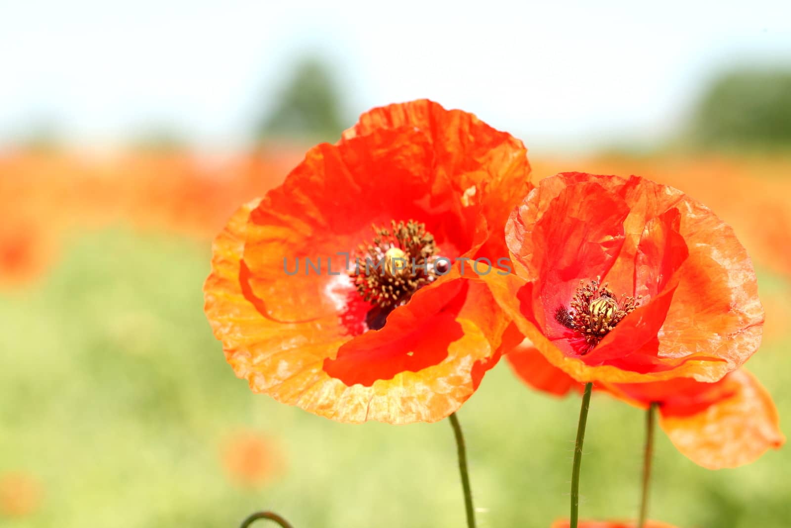 Two red wild poppies. by indigolotos