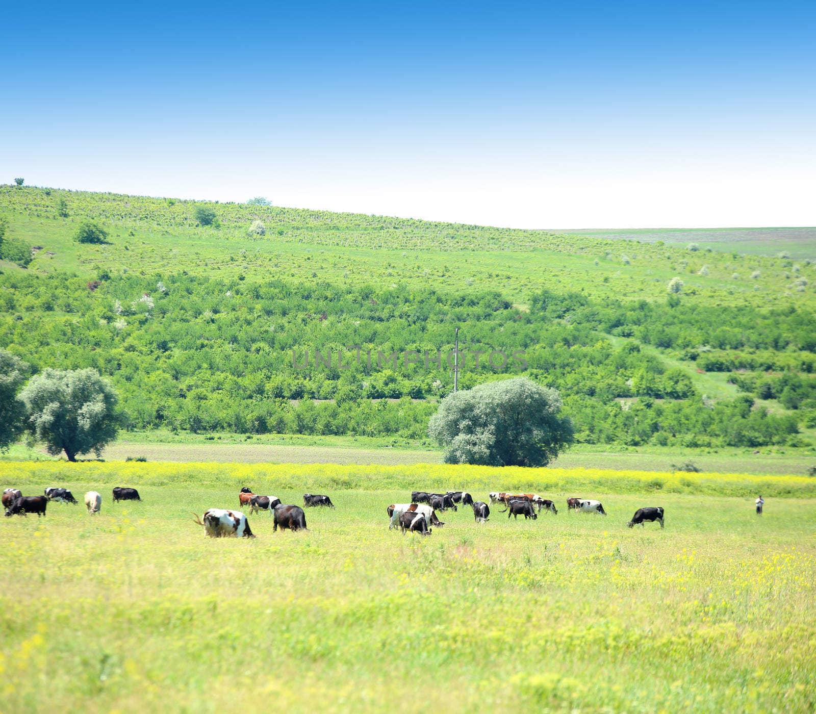 Cows in the meadow. A background of the garden, abandoned fields and blue sky.